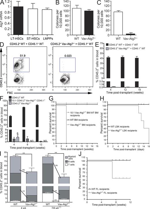 Figure 1. HSCs from Vav-Atg7−/− BM fail to reconstitute the hematopoietic system of lethally irradiated mice. (A) Relative Atg7 messenger RNA (mRNA) expression in murine long-term HSCs (LT-HSCs), short-term HSCs (ST-HSCs), and LMPPs was measured by real-time Q-PCR. Data are mean ± SEM (n = 3). (B) CFC assay performed on total BM cells from WT (Vav-iCre+; Atg7Flox/WT or Vav-iCre−; Atg7Flox/Flox) and Vav-Atg7−/− (Vav-iCre+; Atg7Flox/Flox) mice. The graph shows the mean number of CFC colonies ± SD counted on day 12 (n = 3). (C) The methylcellulose cultures shown in B were replated in methylcellulose 12 d after initial plating. The total number of colonies was counted after 10 d in culture. Mean values ± SD (n = 3) are shown. (D) Competitive repopulation assay. CD45.2+ BM cells from WT (left) or Vav-Atg7−/− (right) 9-wk-old mice were mixed 1:1 with CD45.1+ WT competitor BM cells and transplanted into lethally irradiated CD45.1+ WT recipients (n = 6 per group). Representative dot plots illustrating the CD45.2+ population frequency of donor-derived cells in peripheral blood of the recipient mice 16 wk after transplantation are shown. (E) Mean percentage (±SEM) of donor-derived CD45.2+ cells in peripheral blood of CD45.1+ recipients (n = 6 per group) described in D analyzed at 4, 12, and 16 wk after transplantation. (F) Lethally irradiated recipients were transplanted with 2 × 106 WT BM cells alone (n = 3), Vav-Atg7−/− BM cells (1.8 × 106 cells) in a 10:1 ratio with CD45.1+ competitor BM (0.2 × 106 cells; n = 4), or 2 × 106 Vav-Atg7−/− BM cells alone (n = 4). The mean percentage (±SEM) of CD45.2+ cells (gated as shown in D) in peripheral blood of the recipient mice is shown. Analysis was performed 4, 8, and 12 wk after transplantation. § indicates that recipients of Vav-Atg7−/− BM cells alone had to be culled 4 wk after transplantation because of poor health, and no further analysis could therefore be performed. (G) Kaplan-Meier survival curves of recipient mice of the in vivo reconstitution assays described in F. (H) Kaplan-Meier survival curves of lethally irradiated recipients of either 104 WT or Vav-Atg7−/− flow-sorted BM LSK cells. (I) Lethally irradiated recipients were transplanted with 2 × 106 WT (n = 5) or Vav-Atg7−/− (n = 6) FL cells. The mean percentage (±SEM) of CD45.2+ donor cells in peripheral blood of the recipient mice over time is shown. The percentages of CD45.2+ myeloid (CD11b+Gr1+), B (B220+CD19+), and T cells (CD4+ and CD8+) are indicated (populations gated as shown in Fig. S1 F). Four out of six of the Vav-Atg7−/− FL recipients had to be culled 7 wk after transplant because of their poor state. However, for simplicity, their percent blood populations are shown combined with those of the remaining recipient mice, which were bled 8 wk after transplantation. Two-tailed Mann-Whitney tests were performed on the indicated datasets (ns, nonsignificant; **, P < 0.01). (J) Kaplan-Meier survival curves of the lethally irradiated FL transplant recipients from I.