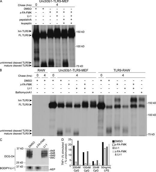 Figure 2. AEP and cathepsins account for cleavage of the TLR9 ectodomain. (A and B) TLR9 cleavage in Unc93b1-TLR9-MEF cells or TLR9-RAW cells was monitored by pulse-chase analysis in the presence of indicated protease inhibitors or DMSO (as vehicle control). (C) Efficiency of protease inhibition of live cells was determined by probing cell lysates with tagged protease inhibitor probes. RAW cells were pretreated with z-FA-FMK (z-FA), LI-1, or DMSO. Cell lysates were then probed with the cathepsin probe DCG-04-biotin (top) or the AEP probe BODIPY-LI-1 (bottom) and visualized as described in Materials and methods. Bands corresponding to individual proteases are indicated on the right. (D) Analysis of TNF production by RAW cells using intracellular cytokine staining as described in Fig. 1. Representative FACS plots are shown in Fig. S3. All data are representative of at least three experiments.