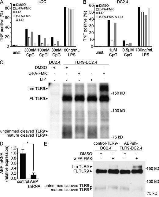 Figure 4. TLR9 signaling and cleavage in DCs requires AEP and cathepsins. (A and B) TNF production by GM-CSF–derived DCs (A) or DC2.4 cells (B) was monitored by intracellular cytokine staining as described in Fig. 1. Representative FACS plots are shown in Fig. S4. Data are representative of three experiments. (C) TLR9 cleavage in TLR9-DC2.4 cells or DC2.4 cells was monitored by pulse-chase analysis as described in Materials and methods. Data are representative of four experiments. (D) Quantitative RT-PCR analysis of AEP transcript levels in TLR9-DC2.4 cells transduced with the AEP shRNA (AEP-shRNA) or an unrelated gene product (control). AEP levels were normalized to rps17 expression. Error bars represent standard deviation. * represents P ≤ 0.005 based on Student’s t test. (E) TLR9 cleavage in the cells described in D visualized by immunoblot after immunoprecipitation after 14 h of z-FA-FMK or DMSO treatment. Data in E are representative of three experiments.