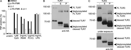 Figure 5. TLR7 and TLR3 are regulated by receptor proteolysis. (A) TNF production by RAW cells in response to TLR9, TLR3, and TLR7 ligands was measured by intracellular cytokine staining as described in Fig. 1. Representative FACS plots are shown in Fig. S6. (B and C) TLR7 (B) and TLR3 (C) are cleaved after trafficking through the Golgi. TLR7-RAW (B) or TLR3-RAW (C) cell immunoprecipitates were treated with Endo H (E), PNGase (P), or no enzyme control (−) to assess glycosylation status by anti-HA Western blotting. The bottom panel in C is a shorter exposure of the TLR3 cleaved product. All data are representative of three experiments.