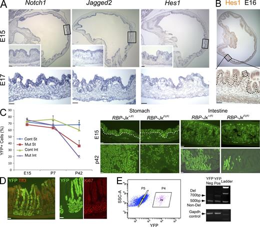 Figure 1. Expression of Notch signal components and their role in development of gastric gland units. (A) In situ hybridization for Notch1, Jagged2, and the Notch target gene Hes1 in E15 and E17 mouse stomach epithelium. Boxed areas are shown at higher magnification in the insets. Additional data appear in Fig. S1. (B) Hes1 immunostaining of E16 mouse stomach. (C) Clonal YFP+ gastric gland units and intestinal villi in Osr1-Cre;RBP-JκFl/Fl;Rosa26YFP (MUT) mice compared with Osr1-Cre;RBP-Jκ+/Fl;Rosa26YFP (CONT) controls. Counts at E15 represent endodermal cells; at P7 and P42, the counts represent villi (intestine, Int) or glands (stomach, St). Representative examples of stomach and intestine YFP staining are shown from E15 mouse embryos and 42-d-old adults. Dotted lines demarcate the mesenchyme-epithelium boundary; trace mesenchymal signal is a blood vessel artifact. (D) Staining of adult (6 wk) Osr1-Cre;RBP-JκFl/Fl;Rosa26YFP intestine with trefoil factor 3 (TFF3, left, co-stain) and Ki67 (right two panels, serial sections) Ab. (E) Flow sorting of YFP− (gate P5) and YFP+ (gate P4) cells, followed by PCR genotyping for recombination at the RBP-Jκ locus (right). Preservation of LoxP-flanked RBP-Jκ sequences in YFP+ cells indicates inefficient, likely monoallelic Cre-mediated deletion. The deleted and nondeleted RBP-Jκ alleles give 700- and 500-bp PCR products, respectively (Laky and Fowlkes, 2007). GAPDH provides a positive control. Bars, 50 µm. Quantitation in C was made using three embryos or mice per group; all other experiments were repeated twice with similar results.