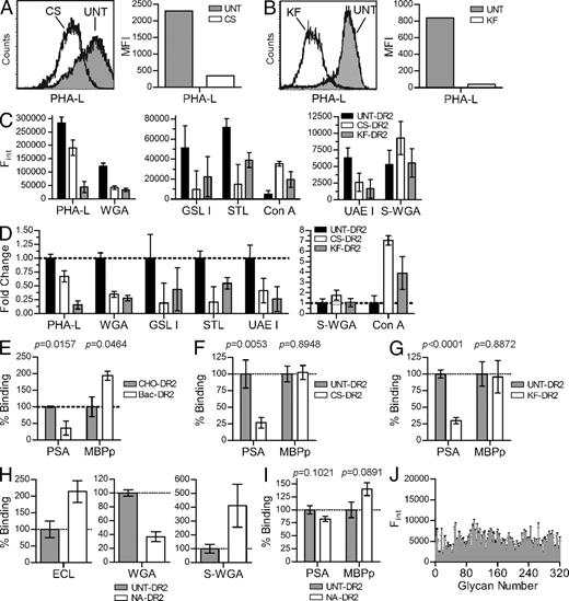 Figure 4. Both native N-glycans and the HLA-DR2 protein backbone are required for PSA binding. (A and B) Flow cytometry analysis of CS- and KF-treated CHO cells were compared with UNT cells using a lectin sensitive to the presence of native complex N-glycans. Representative histograms are shown. (C and D) HLA-DR2 expressed by UNT, CS-treated, and KF-treated CHO cells was immobilized and probed using a panel of FITC-conjugated lectins to detect changes in MHCII glycosylation. The raw data showing relative concentrations of the target glycan structure (D) and fold change (E) of each lectin is shown. n = 9 per data point. (E) Quantitative binding experiments using PSA or MBPp with purified HLA-DR2 expressed in bacteria (Bac-DR2; nonglycosylated) or DR2 expressed in CHO cells (CHO-DR2; fully glycosylated). n = 4 per data point. (F and G) MBPp and PSA binding to DR2 lacking native N-glycans expressed in CHO cells grown in CS-supplemented (n = 9; F) or KF-supplemented media (n = 18; G) compared with CHO-DR2 expressed in the absence of inhibitor. (H) Lectin ELISA of neuraminidase-digested CHO-DR2. (I) Native CHO-DR2 enzymatically trimmed with α(2→3,6,8,9)-neuraminidase (NA-DR2) binding to PSA or MBPp compared with untreated CHO-DR2. n = 21. (J) Alexa Fluor 488–conjugated PSA was used as ligand in a glycan-binding array containing 320 glycans (Table S1) at the Consortium for Functional Glycomics. Positive signal is typically above 20,000 U. n = 4 per glycan. All bar graphs show the mean ± SEM.