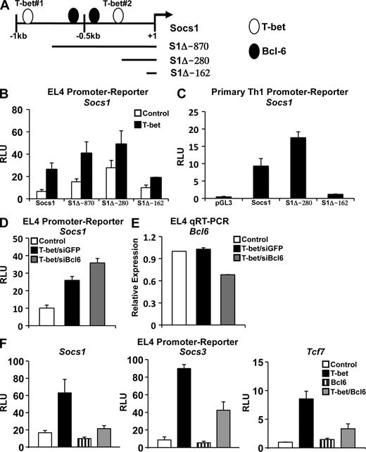 Figure 3. Bcl-6 represses the promoter activity of Socs1, Socs3, and Tcf7. (A) The schematic indicates the location of predicted T-bet binding sites in the Socs1 promoter as well as the Socs1 truncation mutant constructs (see Fig. S3 for precise location). (B and C) EL4 (B) or primary WT Th1 (C) cells were transfected with the indicated Socs1 truncation or full-length promoter-reporter construct. In addition, EL4 cells were cotransfected with either an empty expression vector (control) or one expressing T-bet. Luciferase reporter activity was normalized to the activity obtained for the cotransfected renilla control. (D) EL4 cells were transfected with the Socs1 promoter-reporter in conjunction with a control or T-bet expression vector and a control siRNA (siGFP) or one specific to Bcl-6 (siBcl6). After P/I stimulation, luciferase promoter-reporter values were normalized to the renilla control. (E) EL4 cells were transfected and treated as in D. RNA was isolated, and Bcl6 transcript levels were analyzed by quantitative RT-PCR. Results were normalized to the values obtained for Actb and are expressed as a ratio relative to the control sample. (F) EL4 T cells were cotransfected with the indicated pGL3 promoter-reporter construct and an empty vector control, T-bet, Bcl-6, or T-bet and Bcl-6 in combination. After P/I stimulation, luciferase promoter-reporter values were normalized to the renilla control. (B–F) Data represent the mean of three (B–E) or four (F) independent experiments (error bars indicate SEM). RLU, relative light units.