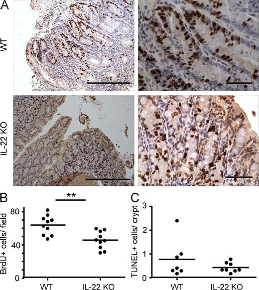Figure 9. IL-22 promotes cell proliferation in the colon. CD4+CD25−CD45RBlo (Treg cell–depleted CD45RBlo) cells from C57BL/6 (WT) or Il22−/− (IL-22 KO) mice were adoptively transferred into Rag1 KO mice. At 14 wk after transfer, 4 h before euthanization, mice were injected with BrdU. Colon sections were stained by immunohistochemistry with an antibody to BrdU. (A) Selected micrographs from two individual mice. Bars: (left) 250 µm; (right) 50 µm. (B) Quantification of the mean number of BrdU+ cells per field for the sections in A. (C) Colonic tissue sections were also subjected to TUNEL staining. TUNEL+ cells per crypt were quantified. Each dot represents one mouse; horizontal bars indicate the mean (BrdU: WT, n = 10; and KO, n = 10; TUNEL: WT, n = 7; and KO, n = 8). Results were confirmed twice using BrdU and Ki67 staining of colon epithelial cells and flow cytometry (shown in Fig. S6). **, P < 0.01.