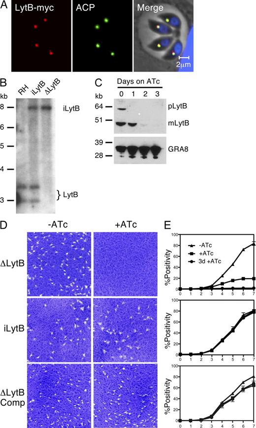 Figure 2. LytB, the terminal step of the DoxP pathway, is indispensible. (A) Immunofluorescence assay of parasites expressing epitope-tagged LytB. Cells were counterstained for the apicoplast protein ACP and DNA (DAPI). (B) Southern blot analysis of BglII restricted genomic DNA of wild type (RH), LytB parental (iLytB), and conditional mutant (ΔLytB) probed with a PCR product representing the first exon and intron. The native locus is predicted to produce two bands (2.9 and 3.2 kb; see Fig. S2 A for a map), and the ectopic-regulated copy is predicted to produce a single 8-kb fragment. (C) Western blot of protein extracts of parasites cultured for 0–3 d under ATc. Both pLytB (LytB precursor) and mLytB (mature LytB) were detected using an antibody to the myc epitope tag. Dense granule protein 8 (GRA8) serves as loading control. (D) Plaque assays comparing the growth of the LytB mutant (ΔLytB) with the parentral line (iLytB) and a mutant clone expressing a complementing copy of the gene under a constitutive promoter (ΔLytB Comp). (E) Fluorescence growth assays for the same parasite lines growing in the presence (+ATc) or absence (−ATc) of ATc, or after preincubation with ATc (3 d +ATc). Data points reflect the mean of duplicate wells and error bars show standard deviation. Where no bar is shown it was smaller than the symbol.