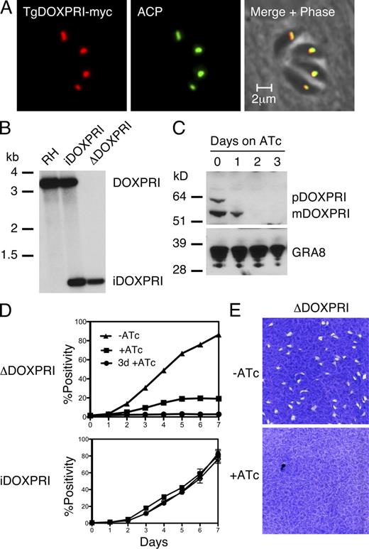 Figure 3. DOXPRI, the target of fosmidomycin, is required for parasite growth. (A) Immunofluorescence of a parasite clone expressing a myc-tagged DOXPRI under the control of the tubulin promoter. (B) Southern blot using the coding sequence of DOXPRI as probe comparing wild type (RH), parental (iDOXPRI), and conditional mutant (ΔDOXPRI). Xho1 restriction of the native locus produces a fragment of 3.8 kb (see Fig. S2 B for a map), and the regulatable ectopic locus produces a 0.9-kb fragment. (C) Western blot measuring the amount of DOXPRI in the mutant upon ATc treatment using an antibody raised against recombinant T. gondii DOXPRI. (D and E) Fluorescence (D) or plaque (E) assay measuring the growth of mutant and parental strain in the presence or absence of ATc (see Fig. 2 E for detail). Fluorescence data points reflect the mean of duplicate wells and error bars show standard deviation. Where no bar is shown it was smaller than the symbol.