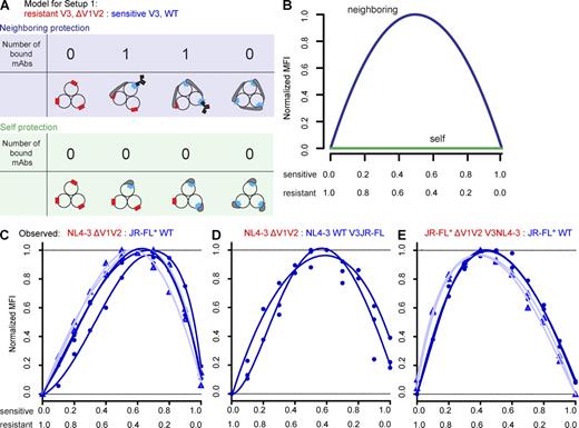 Figure 5. Dissection of self and neighboring protection scenarios of the V1V2 loop using mathematical modeling and empirical binding experiments to Env trimers. V1V2 loop shielding of the V3 loop was studied by binding of the V3 loop–specific mAbs 19b and 1-79 to heterogenous Env trimers that differ in V3 loop epitope presentation. Heterotrimer-expressing cells are generated by cotransfection of two different Env genes: a WT Env that is sensitive to the V3 loop mAbs and a V1V2-deleted Env (ΔV1V2) that carries a resistant V3 loop. (A) The schematic indicates the theoretical number of V3 loop mAb–accessible epitopes for all potential heterotrimer conformations assuming either self (green shaded area) or neighboring protection (blue shaded area) for the two respective Env’s. Blue squares denote V3 loops sensitive to mAbs 19b and 1-79, and red squares denote resistant Env’s. Gray shaded areas indicate V1V2 loops. (B) Predicted binding curves (MFI) for V3 loop mAbs under the binding scenarios depicted in A using our mathematical model. Green denotes self and blue denotes neighboring protection. Ratios of resistant to WT Env proteins are indicated on the x axis. (C–E) Experimental binding data. mAb 19b (circles) and 1-79 (triangles) binding to cells expressing the indicated heterotrimers at varying ratios was studied by FACS. Data of two to three independent experiments are shown. The highest MFI measured in each experiment was set as the maximum fluorescence level (100%), and measured MFI signals were normalized to the percentage of maximum fluorescence (% max). Dotted lines correspond to the minimum and maximum fluorescence levels (O adn 100%). Unprocessed MFI data for mAbs 19b and 2G12 (to monitor total Env expression) are depicted in Fig. S2.
