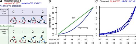 Figure 6. Dissection of self and neighboring protection in an alternate shielding scenario. V1V2 loop shielding of the V3 loop was studied by binding of the V3 loop–specific mAb 19b to heterogenous Env trimers that differ in 19b epitope presentation. Heterotrimer-expressing cells were generated by cotransfection of two different Env genes: a WT Env that is resistant to the V3 loop mAb (NL4-3) and a V1V2-deleted Env (ΔV1V2) that carries a 19b-sensitive V3 loop (JR-FL* ΔV1V2). (A) The schematic indicates the theoretical number of V3 loop mAb–accessible epitopes for all potential heterotrimer conformations assuming either self (green shaded area) or neighboring protection (blue shaded area) for the two respective Env’s. Blue squares denote V3 loop sensitive to mAb 19b, and red squares denote resistant Env’s. Gray shaded areas indicate V1V2 loops. (B) Predicted binding curves for V3 loop mAbs under the binding scenarios depicted in A using our mathematical model. Green denotes self and blue denotes neighboring protection. Ratios of resistant to WT Env proteins are indicated on the x axis. (C) Experimental binding data. mAb 19b (circles) binding to cells expressing the indicated heterotrimers at varying ratios was studied by FACS. Data of three independent experiments are shown. The highest MFI measured in each experiment was set as the maximum fluorescence level (100%), and measured MFI signals were normalized to the percentage of maximum fluorescence (% max). Dotted lines correspond to the minimum and maximum fluorescence levels (O adn 100%). Unprocessed MFI data for mAbs 19b and 2G12 (to monitor total Env expression) are depicted in Fig. S2.