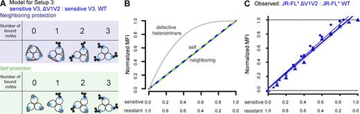 Figure 7. V1V2 loop shielding is intact in heterotrimers consisting of WT and V1V2-deleted subunits. (A–C) The capacity of the V1V2 loop to shield the V3 loop was assessed by studying binding of the V3 loop–specific mAbs 19b and 1-79 to chimeric Env trimers expressed on transfected 293-T cells. Env subunits used to generate the heterotrimers differed only in the presence/absence of the V1V2 loop. (A) Schematics indicating the theoretical number of 19b- and 1-79–accessible epitopes for all potential heterotrimer conformations assuming either self (green shaded area) or neighboring protection (blue shaded area) for the two indicated Env pairs. Blue squares denote V3 loop sensitive to mAbs 19b and 1-79. Gray shaded areas indicate V1V2 loops. (B) Predicted binding curves for V3 loop mAbs under the binding scenario depicted in A using our mathematical model. Green denotes self and blue denotes neighboring protection when heterotrimers are intact and confer V1V2 shielding. The gray line indicates the predicted binding pattern if heterotrimers have lost the capacity for V1V2 shielding. By varying expression ratios of the two respective Env proteins (indicated on the x axis), cell populations with higher or lower degree of heterotrimer conformations can be formed and are used in our model to predict binding patterns. (C) Experimental binding data. 19b (circles) and 1-79 (triangles) binding to 293-T cells expressing the indicated heterotrimers at varying ratios (indicated on the x axis) was studied by flow cytometry. Data of three independent experiments are shown. The highest MFI measured in each experiment was set as the maximum fluorescence level (100%), and measured MFI signals were normalized to the percentage of maximum fluorescence (% max). Dotted lines correspond to the minimum and maximum fluorescence levels (O adn 100%). Unprocessed MFI data for mAbs 19b, 1-79, and 2G12 (to monitor total Env expression) are depicted in Fig. S2.