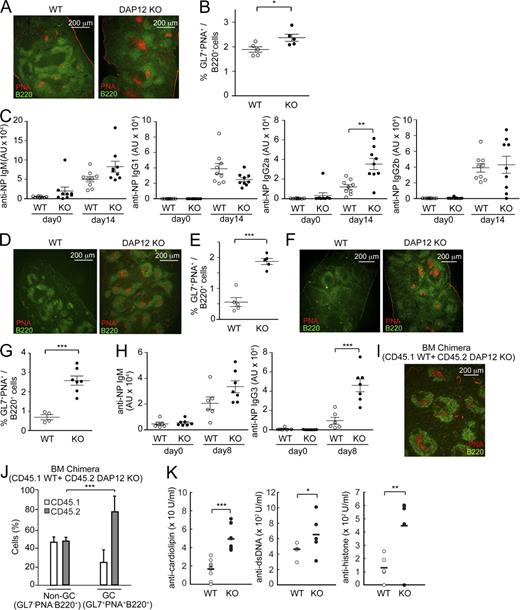 Figure 6. Enhanced humoral immune responses in DAP12-deficient mice. (A–H) WT (n ≈ 5–9) and DAP12-deficient (n ≈ 5–9) mice were depleted (F–H) or not (A–E) of CD4+ T cells and macrophages by injection with anti-CD4 mAb and Cl2MBP liposomes, as described in Fig. S5, and then immunized with NP-CGG (A–C) or NP-Ficoll (D–H). 14 (A–C) or 8 (D–H) d after the immunization, spleen sections were stained with biotinylated PNA, followed by Alexa Fluor 594–conjugated streptavidin in combination with FITC-conjugated anti-B220 (A, D, and F). Spleen cells were also stained with FITC-conjugated GL7 mAb, biotin-conjugated PNA, and APC-conjugated anti-B220, followed by PE-conjugated streptavidin, and the frequencies of GC B cells (defined as the percentage of GL-7+PNA+B220+ cells) were determined by flow cytometry (B, E, and G). Sera were collected from these mice and analyzed for NP-specific antibodies by ELISA (C and H). (I and J) Mixed BM chimeric mice were generated by adoptive transfer of an equal number of BM cells isolated from CD45.1 WT mice and CD45.2 DAP12-deficient mice into Rag1-deficient mice. The spleen sections from the BM chimeric mice 8 d after immunization with NP-Ficoll were analyzed by immunohistology, as described (I). The spleen cells from the same mice after the immunization were stained with anti-B220, GL7, biotinylated PNA, and either anti-CD45.1 or anti-CD45.2, followed by APC-conjugated streptavidin. The proportions of CD45.1 WT or CD45.2 DAP12-deficient B cells in non-GC (GL7−PNA−B220+) or GC (GL7+PNA+B220+) B cells are indicated (J). (K) Sera were collected from WT (n = 5) and DAP12-deficient (n = 5) mice at the age of 10 wk old and analyzed for the titer of antibodies specific for the self-antigens indicated. The horizontal bars show the mean. *, P < 0.05; **, P < 0.01; ***, P < 0.001. Data are representative of five mice (A, D, and F) and two (B, E, G, I, and J) and three (K) independent experiments. Error bars show SD.