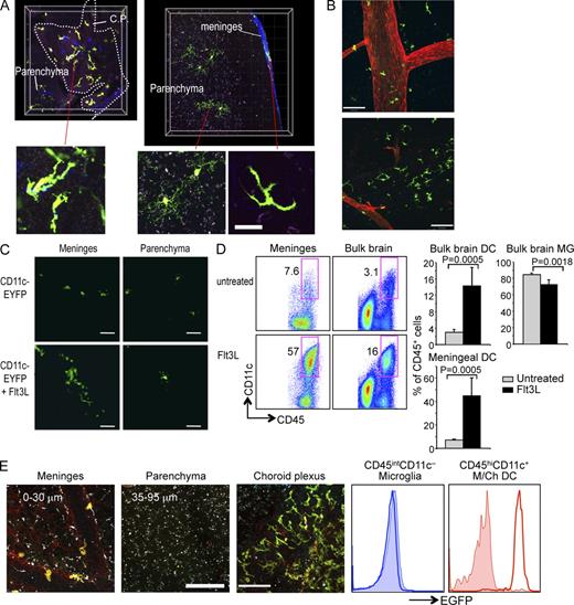 Figure 2. Flt3L-responsive cells with dendritic morphology within meninges and choroid plexus. (A) Two-photon microscopy showing fluorescent cells in coronal brain sections of untreated CD11c-EYFP mice. EYFP+ cells were detected in choroid plexus (C.P.) and parenchyma (top left) and meninges and parenchyma (top right). Small panels at the bottom show the morphology of individual EYFP+ cells from choroid plexus, meninges (en face view), and parenchyma. (B) En face two-photon view of the brains of untreated CD11c-EYFP mouse brains. Blood vessels (red) were labeled by perfusion with DiI. EYFP+ (green) cells were detected in the meninges. Panels show a major blood vessel in the dura mater (top) and capillary blood vessels in the pia mater (bottom). (C) Two-photon microscopy coronal sections from the brain of untreated (top) and Flt3L-treated (bottom) CD11c-EYFP mice (green, EYFP). (D) Flow cytometric analysis of DCs in meningeal isolates. Dot plots show gated CD45hiCD11chi DCs in CD45+ leukocytes of meningeal isolates and whole brain preparation in untreated or Flt3-treated B6 mice. Numbers indicate percentage of each cell type within total CD45+ cells. Bar graphs summarize the percentage of m/chDCs and microglia (MG) among CD45+ brain leukocytes in untreated versus Flt3L-treated mice in bulk brain and meninges (gating shown in Fig. S1 B). Bars show data from one representative experiment (n = 5 mice per group). Error bars represent the mean ± SD (n = 5). (E) Two-photon microscopy and flow cytometry of EGFP+ cells in the brain of I-Ab–EGFP transgenic mice. (microscopy) Observation in meninges 0–30 µm (left) and parenchyma 35–90 µm (middle) from the upper limit of the brain and in choroid plexus (right) from coronal sections of untreated I-Ab–EGFP mice (yellow, EGFP; red, collagen fiber; white, autofluorescence). Flow cytometry histograms show overlay of EGFP expression on microglia and m/chDCs, gated as in Fig. 1 B, from WT B6 (shaded area) and I-Ab–EGFP (line) mice. Data are representative of two independent experiments. Bars: (A, C, and E) 50 µm; (B) 100 µm.