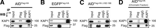 Figure 1. KAP1 associates with AID. (A–C) Nuclear extracts prepared from CH12 cells stably expressing AIDFlag-HA (A), EGFPFlag-HA (B), or AIDFlag-HA Δ182–198 (C) were immunoprecipitated and blotted with anti-KAP1 and anti-Flag antibodies. Because of the lower expression levels of AIDFlag-HA Δ182–198 when compared with AIDFlag-HA or EGFPFlag-HA (Fig. S1), loading for Western blot (WB) analysis was adjusted accordingly in C. (D) Chromatin fractions prepared from CH12 cells expressing AIDFlag-HA were immunoprecipitated and blotted with anti-KAP1 and anti-Flag antibodies. Input control represents 1% of material used for immunoprecipitation (IP). Molecular mass markers in kilodaltons are indicated. Data are representative of five independent experiments.