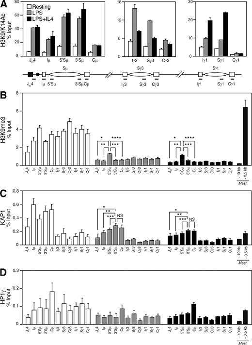 Figure 6. H3K9me3 and KAP1 mark the donor switch region (Sμ) before and during CSR. (A–D) ChIP analysis performed on chromatin prepared from resting or LPS-stimulated (48 h) and LPS + IL-4–stimulated (48 h) B cells obtained from CD19Cre/+Kap1F/+ mice using antibodies specific for H3K9/K14Ac (A), H3K9me3 (B), KAP1 (C), and HP1-γ (D). Real-time quantitative PCR was performed by using primer pairs specific for JH4, Iμ, Sμ, Cμ, Iγ3, Sγ3, Cγ3, Iγ1, Sγ1, and Cγ1. Regions surrounding the Mest promoter (−10 kb and −0.5 kb) were used as negative and positive controls, respectively (Riclet et al., 2009). Fold change over control IgG is expressed as a percentage of input. Mean (+SD) of triplicate samples is shown. P-values were determined by the one-tailed Student’s t test (H3K9me3, LPS: *, P = 0.0003; **, P < 0.0001; ***, P < 0.0001; ****, P < 0.0001; H3K9me3, LPS + IL-4: *, P < 0.0001; **, P = 0.0001; ***, P = 0.0004; ****, P < 0.0001; KAP1, LPS: *, P = 0.0040; **, P = 0.0065; ***, P = 0.0289; KAP1, LPS + IL-4: *, P = 0.0134; **, P = 0.0170; ***, P = 0.0346). See Tables S2 and S5 for detailed statistical analysis and primer sequences, respectively. Data are representative of four independent experiments (see Fig. S7 for an additional experiment).