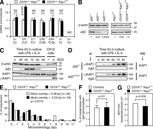Figure 3. KAP1 functions downstream of switch region transcription and upstream of DSB formation. (A) qRT-PCR for germline (IH-CH) transcripts in CD19Cre/+Kap1F/F relative to CD19Cre/+Kap1F/+ stimulated B cells (72 h). Expression is normalized to Cd79b and relative to CD19Cre/+Kap1F/+ B cells, set as 1. P-values were determined by the Student’s t test. Data are from three independent experiments. Error bars indicate SD. (B) Western blot for AID and β-actin in Kap1F/F, CD19Cre/+Kap1F/+, CD19Cre/+Kap1F/F, AID+/+, AIDCre/+, and AID-deficient (AIDCre/Cre) B cells. Numbers below the panel reflect the intensity of bands representing AID protein levels relative to controls after normalization to β-actin. Molecular mass markers in kilodaltons are indicated. Data are representative of three independent experiments. (C) KAP1 phosphorylation (γ-KAP1) by Western blot in wild-type B cells cultured with LPS + IL-4. As a positive control, CH12 cells treated with neocarzinostatin (NCS). (D) γ-KAP1 was immunoprecipitated from activated AID+/+ and AID-deficient (AIDCre/Cre) B cells and blotted for KAP1. Data are representative of two independent experiments. IP, immunoprecipitation; WB, Western blot. (E) Percentage of Sμ/Sγ3 switch junction sequences with indicated nucleotide overlap from CD19Cre/+Kap1F/+ and CD19Cre/+Kap1F/F LPS-stimulated B cells (72 h) from five independent experiments. Mean length of overlap in base pairs and the number of sequences analyzed (n) is indicated. (F) Quantification of IgH locus breaks as determined by IgH-FISH on metaphases prepared from control (n = 780) and CD19Cre/+Kap1F/F (n = 593) B cells cultured for 3 d with anti-CD40 and IL-4. Mean (+SEM) is shown. Data are from two independent experiments (Table S1). (E and F) P-values were determined by the Mann-Whitney test. (G) Frequency of IgH/c-myc translocations in CD19Cre/+Kap1F/F and CD19Cre/+Kap1F/+ B cells determined by long-range PCR and Southern blot in three independent experiments. The p-value was determined by the one-tailed exact Fisher’s test.