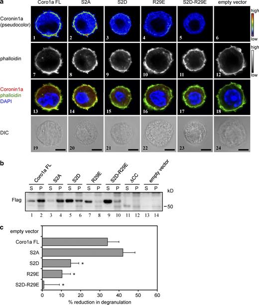 Figure 5. The inhibitory role of Coro1a on MC degranulation requires the interaction of Coro1a with actin cytoskeletal elements. (a and b) Subcellular localization of Coro1a mutants. Coro1a−/− BMMCs were transfected with Flag-tagged WT (Coro1a FL) or mutant Coro1a internal ribosomal entry site–GFP expression constructs. (a) Cells were fixed, permeabilized, and stained for Coro1a, phalloidin (F-actin), and DAPI. Individual and overlay fluorescence images were obtained by confocal microscopy. Bars, 5 µm. (b) Cells were extracted in cytoskeleton isolation buffer as described in Materials and methods. The detergent-insoluble pellet (P; cytoskeletal fraction) and the detergent-soluble supernatant (S; cytosolic fraction) were subjected to immunoblotting using a Flag-specific antibody. Data are representative for two independent experiments. (c) Functional reconstitution of MC degranulation. Coro1a−/−Coro1b−/− BMMCs were transfected with Flag-tagged WT (C1a) or mutant Coro1a internal ribosomal entry site–GFP expression constructs. Cells were sensitized with anti-DNP IgE and stimulated for 10 min with 10 ng/ml DNP-HSA. MC degranulation was assessed by flow cytometric analysis of CD107a cell surface expression on GFP+ (transfected) cells. Results represent the percentage of reduction in CD107a cell surface expression. Expression of coronin constructs was assessed in Fig. S5 a. Data are mean ± SEM of at least three independent experiments. *, P < 0.05 compared with Coro1a FL.