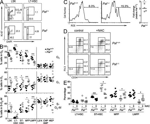Figure 3. Disruption of HSC quiescence in the absence of Paf. (A) Representative staining profiles for LSK and LT-HSC analyzed for Ki-67 and cell cycle (DAPI). (B) Cumulative data showing the percentage of cells in each BM subset that are quiescent (G0), resting (G1), or cycling (S–G2–M). (C) Representative histograms showing Lin− BM LT-HSCs loaded with the ROS detection reagent, 5-(and-6)-carboxy-2’,7’-difluorodihydrofluorescein diacetate. The gate shows the percentage of ROS+ cells. Cumulative data shows the fold difference in percentage of ROS positive LT-HSCs for Paf−/− relative to Paf+/+ LT-HSCs. (D) Representative FACS profiles for BM subsets from NAC-treated or control mice. (E) Cumulative data showing the frequency of each population as a percentage of the LSK gate from (D). Absolute cell numbers are shown in Fig. S3 D. Data were combined from 3–4 individual experiments of 1–3 mice/genotype. Each symbol represents a mouse and horizontal bars indicate the mean. *, P < 0.05; **, P < 0.01; ***, P < 0.001.