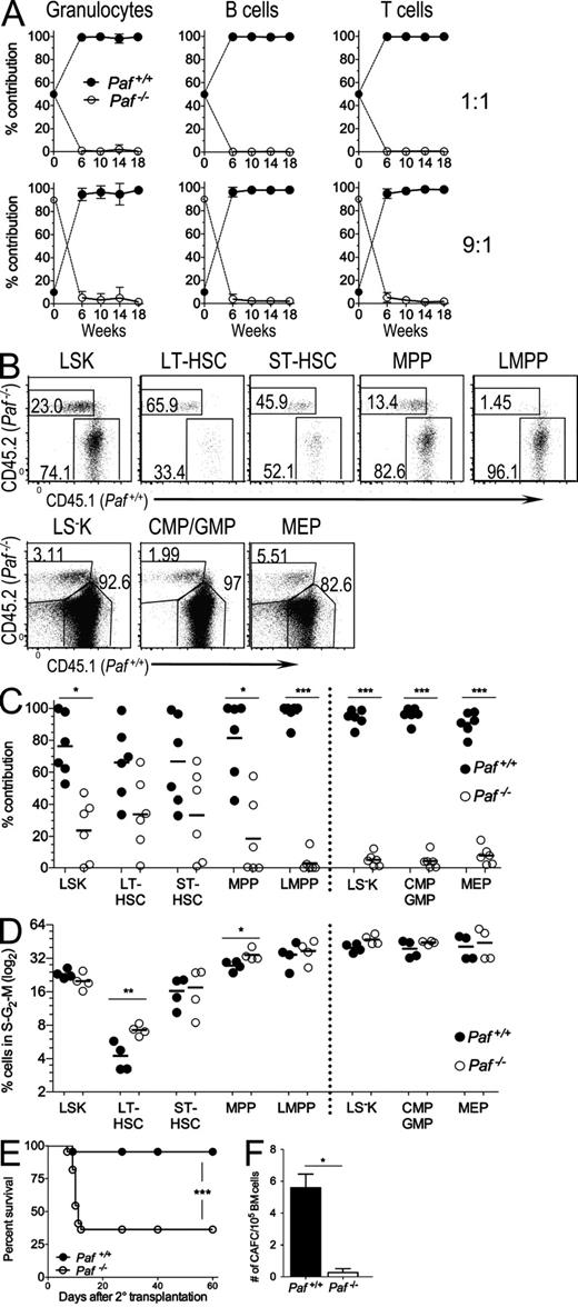 Figure 4. Paf−/− HSCs are functionally compromised. (A) Peripheral blood from lethally irradiated mice transplanted with a 1:1 (n = 5) or 9:1 (n = 6) mix of Lin− BM from Paf −/− (CD45.2) and WT (CD45.1) donor mice were monitored for the contribution of Paf +/+ and Paf −/− HSCs to the granulocyte, T and B cell lineages. Data show mean ± SD and are representative of two identical experiments. (B) Representative FACS analysis of BM HSC populations at 20 wk after transplant for 9:1 BM-transplanted mice. (C) Cumulative data from B. Data were pooled from analyses of three mice/genotype for two independent chimera experiments. (D) Cumulative data showing the percentage of cycling cells in the BM of 9:1 transplanted mice (representative FACS plots are shown in Fig. S3 F). Data pooled for two mice from two independent experiments. (E) Paf−/− BM cells are defective in rescuing lethally irradiated recipients after a second transplant. Survival curves for recipients of secondary BM transplants. Data combined from two independent experiments of 10 mice/genotype each. (F) The number of cobblestone area forming cells in Lin− Paf+/+ and Paf−/− BM was determined by scoring colonies at 21 d. Data shown are means of two similar experiments ± SD of 1 mouse/genotype. *, P < 0.05; **, P < 0.01; ***, P < 0.001.