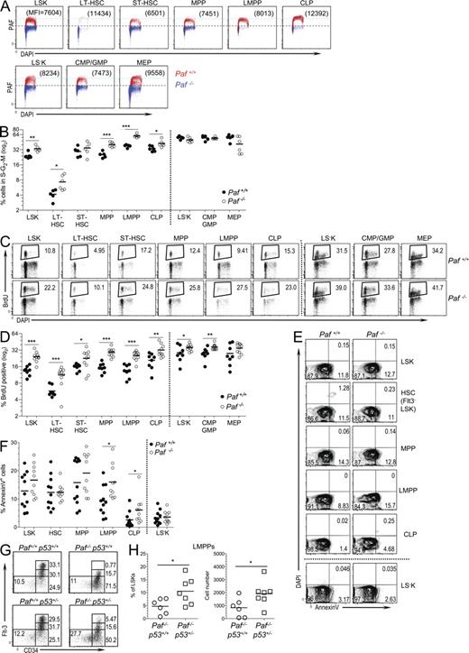 Figure 2. Paf restricts HSC and progenitor cycling and protects LMPPs and CLPs from p53-mediated apoptosis. (A) PAF protein levels in BM HSC and progenitor populations relative to cell cycle (DAPI). Data are presented as an overlay of PAF staining obtained for each population from Paf+/+ and Paf−/− mice. Numbers in parentheses are the MFI obtained for PAF. Horizontal light blue line highlights the differences in PAF expression among the populations. LS−K cells were separated into MEPs (CD34−) and a population containing CMPs and GMPs (CD34+). (B) Percentage of BM Paf+/+ and Paf−/− HSC and progenitors that are in the S–G2–M phases of the cell cycle. Representative FACS profiles are shown in Fig. S2 D. (C) Representative staining profiles of Paf+/+ and Paf−/− BM cells from mice that were injected 24 h earlier with BrdU. The BrdU+ gate was established by using BM from PBS-injected mice (Fig. S2 E). (D) Percentage of each BM subset that incorporated BrdU. (E) Representative FACS analyses of HSC subsets showing Annexin V versus DAPI staining. Gating of apoptotic cells (AnnexinV+DAPI−) was determined as shown in Fig. S2 F. (F) Cumulative data showing the percentage of cells undergoing apoptosis. (G) Representative staining profiles for LT-HSC, ST-HSC, MPP, and LMPP from Paf+/+p53+/+, Paf+/+p53+/−, Paf−/−p53+/+, and Paf−/−p53+/− mice. (H) Cumulative data showing the LMPP frequency (left) and absolute cell numbers (right). Data were combined from 3–8 experiments on 1–2 mice/genotype. Each symbol represents a mouse, and horizontal bars mark the mean. *, P < 0.05; **, P < 0.01; ***, P < 0.001.