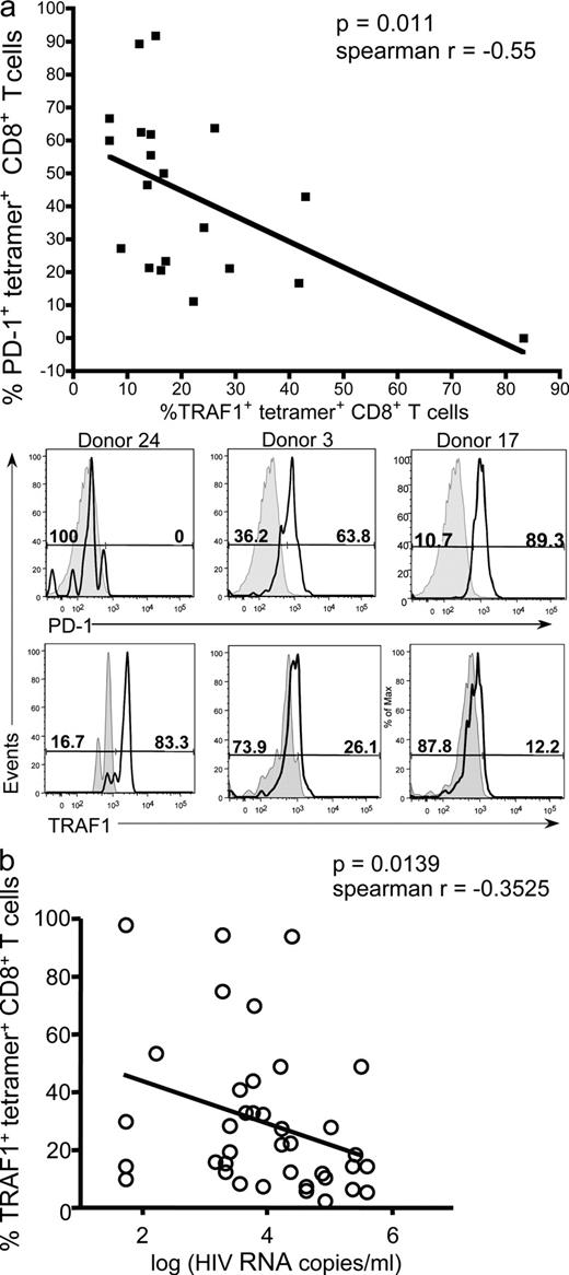 Figure 2. TRAF1 expression negatively correlates with PD-1 levels and viral load. PBMCs from HIV-infected individuals were stained for CD3, CD8, HIV-tetramer, PD-1, and TRAF1. (a, top) Percentage of PD-1+ HIV-specific CD8 T cells is plotted against percentage of TRAF1+ HIV-specific CD8 T cells from the same chronically HIV-infected donors, with each symbol representing a single epitope from an individual donor. (bottom) Representative FACS plots of PD-1 and TRAF1 expression gated on HIV-tetramer+ CD8 T cells from three representative donors. Note: if we remove the extreme value point for the one donor with low PD-1 and high TRAF1, the correlation becomes r = −0.48, with a P value of 0.038. (b) Percentage of TRAF1 expression in HIV-specific CD8 T cells from the chronic stage of HIV infection, including both chronically infected donors and viral controllers, is plotted against log viral load recorded for each donor in Table S1. Each data point represents a single donor.