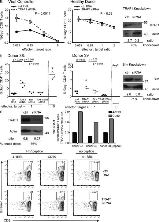 Figure 3. TRAF1 is required for HIV-specific CD8 T cell responses. (a) CD8 and CD4 T cells were separately purified from HIV+ or HIV− donors. CD4 T cells were infected with a primary isolate of HIV and at 48 h, co-cultured with their autologous CD8 T cells that had been transfected with either TRAF1-specific siRNA or a control scrambled RNA (ctrl). Irradiated autologous PBMCs were added as a source of APC. The frequency of Gag+ T cells was measured 5–7 d later by flow cytometry using CD3-, CD8-, and GAG-specific antibodies to assess the proportion of infected CD4 T cells. As CD4 is down-regulated on the infected cells, the absence of CD8 is used to determine the CD4 T cell population. Representative flow cytometry plots are shown in Fig. S2. (left and middle) representative suppression curves (based on three to five replicates at each effector-to-target ratio for each donor and representative of three viral controllers and a healthy uninfected control). Statistical significance was determined by linear regression of percentage of Gag+ T cells against log (effector: target ratio) using GraphPad (Prism) software. (right) Representative Western blot analysis of TRAF1 levels after knockdown, determined at 48 h after activation. (b). (left and middle) Viral suppression assay performed as in a. Bim-specific siRNA, TRAF1-specific siRNA, or both, or control scrambled RNA were used to transfect CD8 T cells from two viral controllers. CD8 T cells were plated at a ratio of 1:1 with infected CD4 T cells as in a. Open symbols on the right of each panel indicate the percentage of Gag expression in the CD4 T cells if no CD8 T cells were added at all. Cells were harvested for analysis of percentage of Gag+ CD4 T cells (CD8− T cells) after 7 d of co-culture. Statistical analysis was performed using one-way ANOVA. (right) Representative Western blot analysis of Bim levels after knockdown, determined at 48 h after activation. (c) Purified CD8 T cells from viral controllers were nucleofected with either control RNA or TRAF1 siRNA and incubated with autologous monocytes that had been pulsed with control or HIV peptide and pretreated with replication defective adenovirus expressing 4-1BBL or CD80 at a multiplicity of infection of 200, as previously described (Bukczynski et al., 2004). 8 d later, the cells were harvested for FACS analysis. (top left) Representative Western blot analysis of TRAF1 levels at the end of the 8-d culture. (bottom) Representative FACS plots. (top right) Summary plot for three experiments with cells from two different donors, shown as the number of HIV-tetramer+ CD8 T cells recovered in the TRAF1 siRNA-transfected population over those transfected with control RNA after stimulation with HIV peptide-pulsed 4-1BBL or CD80-expressing monocytes.