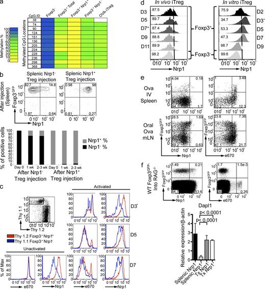 Figure 4. Both Foxp3+Nrp1+ nT reg cells and Foxp3+Nrp1− iT reg cells are stable cell populations in the steady state in vivo. (a) The indicated cell populations were sorted from spleens of BALB/c Foxp3GFP or TBmc Foxp3GFP mice. Each lane represents a pool of 3–5 mice (2 independent experiments). OVA-iT reg cells were generated by oral OVA treatment for 1 wk, and T reg cells were sorted 2 wk later. Methylation analysis of the T reg–specific demethylation region (TSDR) was performed by bisulfite sequencing. Color indicates methylation percentage of each CpG island in the TSDR. Actual percentages are shown in Table S1. (b) Splenic Thy1.2+ Nrp1− (left) or Nrp1+ (right) T reg cells were injected i.v., and spleens were analyzed at the indicated time points. FACS plots are gated on CD4+ Thy1.2+ Thy1.1− cells. Shown in graph are the frequencies of Nrp1− or Nrp1+ cells among transferred Foxp3+ cells. Dot plots are representative of 2 experiments (n = 2 mice/group). (c) Stability of Nrp1 expression by T reg cells. Thy 1.2+ Nrp1+ and Thy 1.1+ Nrp1− T reg cells were FACS sorted, labeled with 2.5 µM of eFluor 670, and co-cultured with plate-bound anti-CD3, anti-CD28, and IL-2. On day 3, cells were transferred to new wells with no plate-bound antibody, but containing IL-2 and analyzed at the indicated time points. All plots are gated on CD4+ cells. Histograms are representative of two independent experiments run in duplicate with similar results. (d) Kinetics of Nrp1 expression by in vivo– and in vitro–generated iT reg cells. (right) Sorted naive T cells were cultured with plate-bound anti-CD3 and anti-CD28, IL-2, and active TGF-β. Nrp1 and Foxp3 expression were analyzed at the indicated time points. *, On day 3, cells were transferred to new wells, as in c. Histograms are gated on CD4+ and either Foxp3GFP+ or Foxp3GFP−, as indicated. The experiment was performed twice, in duplicate. (left) In vivo generation of iT reg cells. Thy1.1 recipient mice were transferred with 106 CD4+ Foxp3GFP− cells sorted from TBmc RAG−/−. Left histograms show Nrp1 expression on CD4+ Thy 1.1−, Thy 1.2+ Foxp3GFP+ T reg, and Foxp3GFP− cells extracted from mLN at the indicated time points after oral OVA treatment. +On day 7, oral OVA treatment was stopped. Histograms are representative of two independent experiments with n = 2 mice per experiment. (e) Correlation of route of iT reg generation and proliferation. WT mice were transferred with 106 naive D011.10 CD4+ T cells from TBmc Foxp3GFP mice labeled with 5 µM of eFluor 670 and treated with OVA by the indicated routes. Nrp1 expression and proliferation were analyzed on day 4 after OVA treatment. FACS plots are gated on CD4+ cells. Data are representative of 3 experiments (2 mice per experiment). (f) BALB/c RAG−/− or TCR α−/− β−/− mice were transferred with 5 × 106 splenic CD4+ Foxp3− T cells from WT Foxp3GFP mice (3 experiments, 2 mice per group), and cells transferred into RAG−/− were labeled with 5 µM eFluor 670. Nrp1 expression and proliferation were analyzed 1 wk after injection (pooled spleen and LN). FACS plots are gated on CD4+ Thy1.1+ Thy1.2− cells (transferred cells). Additionally BALB/c TCR α−/− β−/− mice were treated for 1 wk with broad spectrum antibiotics and transferred with 5 × 106 splenic CD4+ Foxp3− T cells from WT Foxp3GFP mice. After 1 wk of continued antibiotic treatment, T reg populations were sorted from pooled spleen and LNs. The graph in the bottom panel shows qPCR of Dapl1 expression by the in vivo–generated iT reg cells. (n = 2 biological replicates run in duplicate pooled from 2 groups of 3 mice). Significance was determined by nonparametric Mann-Whitney U test.