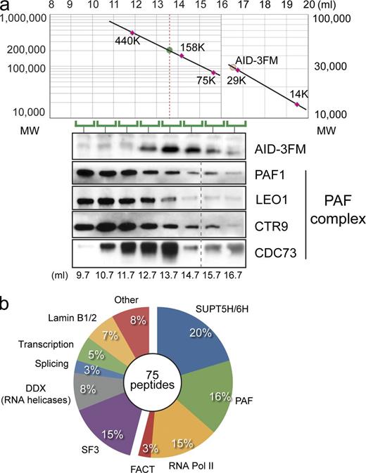 Figure 1. Chromatin-bound AID is in a multimeric complex. (a) Elution profile of size exclusion chromatography. The chromatin fraction from DT40 AID-3FM cells was loaded onto a Superdex 200 column. (top) The elution profile of standard proteins is plotted in the graph. Red circle, theoretical elution volume of AID-3FM (29 kD). (bottom) Eluted fractions (elution volume indicated, milliliters) were analyzed by Western blot probing for the presence of AID-3FM, PAF1, LEO1, CTR9, and CDC73. (b) Analysis of filtered peptide hits. The most abundant peptides identified were grouped using gene network software analysis, and groups are displayed in a pie chart as percentage of total peptides (75) that could be assigned to each complex. A full table of chromatin peptides is listed in Fig. S1.