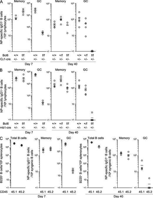 Figure 2. IgG1+ memory B cells develop independently of the GC reaction. Splenocytes were recovered from Bcl6+/+, Bcl6+/f, and Bcl6f/f mice heterozygous for Cγ1-cre (A) or mb1-cre (B) at day 7 or 40 after immunization with NP-CG in alum and NP-specific/IgG1+ memory and GC B cells were enumerated from 106 cells within the lymphocyte gate (see Materials and methods). Circles represent the number of cells in individual mice (n = 3–5). Bars indicate the mean number in each group. (C) BM cells from Bcl6f/f mice heterozygous for mb1-cre (CD45. 2+) and CD45.1+ WT or heterozygous mb1-cre mice were mixed 1:1 and transferred into CD45.2+Rag-1−/− mice (n = 4). After 8 wk, the recipient mice were immunized with NP-CG. Splenocytes were stained with anti-CD45.1 mAb to distinguish the WT (45.1) and conditional Bcl6 KO (45.2) compartments at days 7 and 40 after immunization. The number of B cells and NP-specific memory and GC B cells in individual spleens was determined as in A. Data are representative of two (A) and three (B and C) independent experiments. See also Fig. S1.