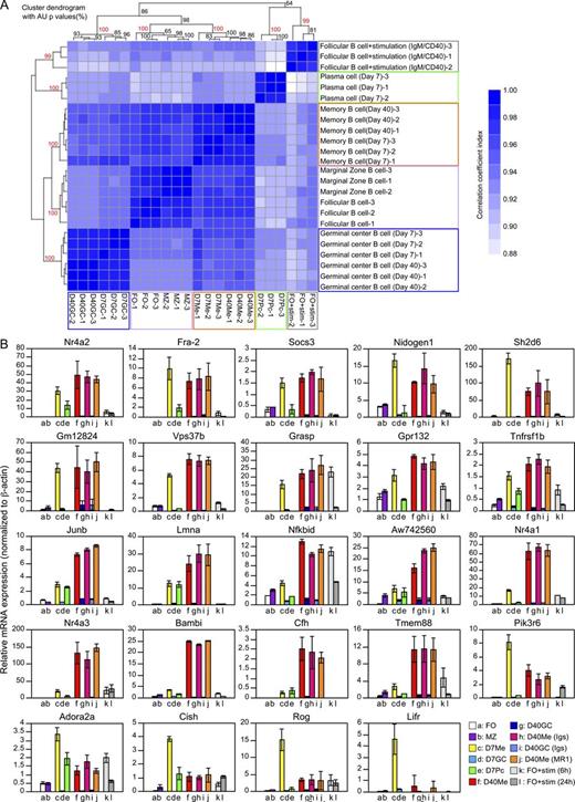Figure 6. Gene expression profiles between days 7 and 40 memory B cells are closely related. (A) A hierarchical clustering of triplicate samples. Colors in the heat map depict the Pearson’s correlation coefficient between a pair of samples. A higher value is represented by dark blue as shown in the vertical bar. An AU (approximately unbiased) p-value (percentage) was calculated and placed on a branch of a cluster dendrogram. The values in red color indicate that the microarray pairs are significantly clustered. NP-specific/IgG1+ memory (Me) and GC B cells (GC) and plasma cells (Pc, day 7 only) were purified from WT mice at day 7 (n = 14–20) and day 40 (n = 30–39) after immunization for extraction of total RNA. FO and MZ B cells were purified from unimmunized mice (n = 3). FO B cells were stimulated with anti-IgM and anti-CD40 mAb in vitro for 6 h (FO + stimulation). (B) qRT-PCR analysis for candidate genes identified in the microarray data analysis. NP-specific/IgG1+ memory (Me) and GC B cells and plasma cells (Pc) were purified from WT mice (n = 10) at day 7 after immunization. Day 40 memory B cells were purified from the pooled spleens of immunized mice (n = 18–25), treated with anti-CD40L mAb (MR1), control Igs, or left untreated. cDNA synthesized from total RNA was used for qRT-PCR with the indicated gene-specific primers (see Table S1) and standardized to the relative expression of β-actin. Shown here are gene expression profiles of naive FO (a) and MZ B cells (b), and memory (c), GC (d), and plasma cells (e) at day 7 after immunization. Also shown are day 40 memory B cells that developed in untreated mice (f) or those treated with either control Igs (h) or MR1 (j), together with day 40 GC B cells in untreated mice (g) or those treated with Igs (i). FO B cells stimulated as in A for 6 h (k) and 24 h (l) are also shown. Data are representative of two independent experiments. Error bars represent ±SD. See also Fig. S3.