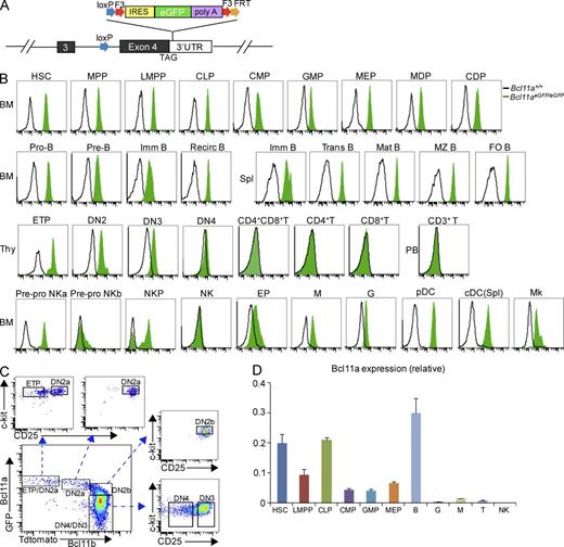 Figure 1. Dynamic expression patterns of Bcl11a in hematopoiesis. (A) Schematic diagram of the Bcl11a-eGFP reporter allele. The eGFP reporter cassette flanked by two F3 sites is introduced to the 3′UTR region of Bcl11a, 8 bp after the stop codon TAG. (B) Flow cytometry tracking Bcl11a expression using the Bcl11aeGFP/eGFP reporter mice. Cell surface markers for defining these cells are described in Table S1. (C) Expression of Bcl11a (eGFP+) and Bcl11b (Tdtomato+) in double negative (DN) thymocytes was measured by flow cytometry. DN thymocytes are identified as described in Fig. S1 D. (D) qRT-PCR analysis of Bcl11a expression in sorted hematopoietic populations. Data represent mean values of three independent biological replicates and all values are normalized to the expression of the Gapdh gene. Error bars indicate the SD. Thy, thymus; PB, peripheral blood; M, macrophages; G, granulocytes; Mk, megakaryocytes; B, BM CD19+ B cells; T, spleen CD3+T cells. In all flow cytometry assays, at least four mice were analyzed for each cell type in independent experiments.
