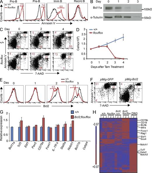 Figure 4. Apoptosis in Bcl11a-deficient B cell precursors could be rescued by exogenous Bcl2. (A) Apoptosis was measured by flow cytometry in Bcl11a-deficient early B cells in the BM. Numbers in histograms are percentages of the indicated gates. (B) Western blot analysis of Bcl11a protein at indicated time points after Tam treatment. (C) Apoptosis in pro–B cells (IMDM supplemented with 50 ng/ml of IL-7, Flt3L, and SCF) after Bcl11a deletion detected by Annexin V and 7-AAD. Numbers in the flow cytometry plots refer to percentages of gated cells. (D) 1 million cultured pro–B cells were treated with Tam for 4 d, and live cells were enumerated at indicated time points. (E) Detection of intracellular Bcl2 in cultured pro–B cells at indicated time points after Tam treatment. (F) Apoptosis in cultured pro–B cells infected with retrovirus-expressing Bcl2. GFP+ cells (infected) were gated for analysis. An empty retroviral vector expressing GFP was used as the control. (G) qRT-PCR analysis of key lymphoid genes in cultured Bcl11a-deficient pro–B cells. Data represent mean values of three independent biological replicates and all values are normalized to Gapdh expression. Error bars indicate the SD. (H) Two-way hierarchical clustering of expression of 100 important lymphoid genes (Table S4) in cultured pro–B cells. Expression of these genes in wild-type DN3 thymocytes was used as an expression control. Scale indicates the log2 value of normalized signal level. For A, C, D, E, F, and G, data represent at least three independent experiments.
