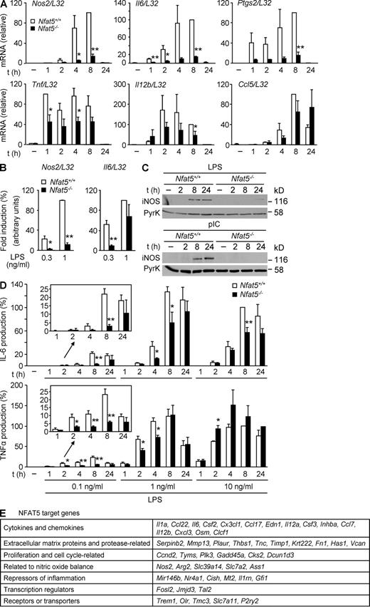 Figure 1. Induction of TLR-responsive genes in NFAT5-deficient macrophages. (A) mRNA expression for the indicated genes was measured by RT-qPCR in samples from Nfat5+/+ and Nfat5−/− BMDMs left untreated (−) or stimulated with 0.1 ng/ml LPS for 1–24 h. Graphs show the relative induction after normalization to L32 mRNA and represent the mean ± SEM of three independent experiments, with statistical significance (Student’s t test) indicated as *, P < 0.06; **, P < 0.01. (B) Induction of Nos2 and Il6 mRNA was analyzed as in A, in cells stimulated with 0.3 or 1 ng/ml LPS for 6 h. mRNA levels after normalization to L32 mRNA are shown relative to 1 ng/ml LPS–stimulated cells, which was given an arbitrary value of 100. Values represent the mean ± SEM of three independent experiments. *, P < 0.05; **, P < 0.01. (C) Western blot for iNOS in Nfat5+/+ and Nfat5−/− BMDMs left untreated (−) or stimulated with 10 µg/ml poly I:C (pIC) or 10 ng/ml LPS for 2–24 h. Pyruvate kinase (PyrK) is shown as loading control. One representative experiment is shown out of three independently performed. (D) IL-6 (top) and TNF (bottom) were measured by ELISA in cell-free supernatants from Nfat5+/+ and Nfat5−/− BMDM cultures stimulated as indicated. Values are shown relative to the cytokine production in Nfat5+/+ BMDMs after 8 h of stimulation with 10 ng/ml LPS, represented as 100%. The mean ± SEM of three independent experiments is shown (*, P < 0.06; **, P < 0.01). (E) Seven groups of selected NFAT5 target genes identified by microarray analysis of WT and NFAT5-deficient macrophages treated with 0.3 ng/ml LPS for 6 h are shown (Table S1 contains a detailed list of genes). Selected genes were induced twofold or higher by LPS in WT cells, and their induction was reduced by 50% or more in NFAT5-deficient cells. Microarray data correspond to separately hybridized samples obtained from four independent cultures of untreated or LPS-stimulated Nfat5+/+ or Nfat5−/− BMDMs.