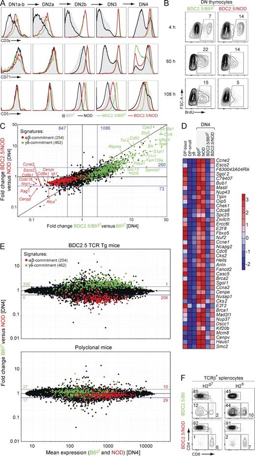 Figure 7. B6 and NOD αβ-TCRs promote opposite γδ- and αβ-lineage fates. DN thymocytes (A–E) or splenocytes (F) were isolated from non-tg or BDC2.5 TCR tg mice. (A) Expression of CD3ε, CD71, and CD5 on DN subsets (defined as shown in Fig. S4 A). (B) BrdU pulse-labeling experiment. Density plots show intracellular levels of incorporated BrdU in DN thymocytes at different times after a single BrdU injection. (C) Fold change/fold change plot depicting the BDC2.5 tg/non-tg ratio of expression in B6g7 (x axis) and NOD (y axis) DN4 thymocytes. Blue lines, fold change of 2 (with the number of genes in the corresponding areas). (D) Heat map of 42 cell cycle–related transcripts down-modulated in BDC2.5/B6g7 DN4 thymocytes (relative expression is color-coded). Cycling (blast) and noncycling (small) DP and γδ thymocytes from ImmGen datasets are included for comparison. (E) Fold change versus mean expression plot depicting B6g7 versus NOD DN4 thymocyte subsets from BDC2.5 TCR tg (top) and polyclonal mice (bottom). Blue lines, fold change of 1.5. The number of γδ and αβ signature genes above and below this threshold is indicated in green and red, respectively. (F) Proportion of γδ-like CD4−CD8− DNs on gated TCR-β+ splenocytes from mice of indicated genotypes. Mean frequencies: 15.4 ± 4.9 (BDC2.5/B6g7) versus 0.6 ± 0.2 (BDC2.5/NOD); 32.1 ± 11.3 (BDC2.5/B6) versus 3.8 ± 1.5 (BDC2.5/NOD.H2b). Data are representative of three (A; n ≥ 9 per genotype), eight (B; n ≥ 25 per genotype), two (C–E; n = 2 per genotype per experiment), and three (F; n ≥ 10 per genotype) independent experiments.