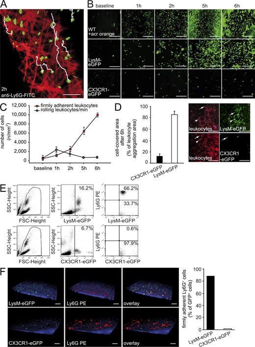 Figure 3. Neutrophils and monocytes are the main leukocyte subsets accumulating during the initiation of DVT. (A) Neutrophils (green) crawling on the vessel wall (red) of the IVC 2 h after DVT induction visualized by two-photon microscopy. Tracks of individual neutrophils are shown in white (also see Video 3). Bar, 50 µm. Shown is a representative of n = 3 experiments. (B) Time course of early leukocyte–endothelial interaction within 6 h of flow restriction as evaluated by intravital microscopy in WT animals using Acridine orange (WT + acr orange). Baseline images were taken before ligation. LysM-eGFP mice were used to evaluate neutrophils and CX3CR1-eGFP mice were analyzed to evaluate monocytes. Bars, 100 µm. Shown is a representative of n = 5 experiments. (C) Dynamics of the recruitment of distinct subsets of innate immune cells during DVT initiation determined in vivo by video microscopy. Rolling and firm adhesion of leukocytes are given as number per square millimeter. Results are shown as mean ± SEM (n = 5 per group). (D, Left) Relative frequency of neutrophils and monocytes at 6 h of flow restriction as assessed by intravital video microscopy. Results are mean ± SEM (n = 5 per group). (D, Right) Representative images taken by intravital epifluorescence microscopy showing blood cell recruitment 6 h after flow restriction in the IVC. Neutrophils were visualized in LysM-eGFP mice. The number of recruited monocytes was assessed using CX3CR1-eGFP mice. In both strains of mice, all leukocytes (irrespective of their lineage) were identified by counterstaining with the fluorescent dye Acridine orange (pseudocolored in red). Bars, 100 µm. (E) FACS analysis of blood in LysM-eGFP and CX3CR1-eGFP mice without IVC ligation using a neutrophil specific anti-Ly6G antibody. (F) Intravital two-photon microscopy of LysM-eGFP and CX3CR1-eGFP with PE-labeled anti-Ly6G antibody 6 h after DVT induction (left). Bars, 50 µm. Quantification of Ly6G+ GFP+ double-positive cells in these mouse strains (right; Videos 4 and 5). Shown is a representative of n = 3 experiments.