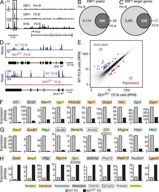 Figure 7. Genome-wide analysis of regulated EBF1 target genes in FO B cells. (A) EBF1 binding at the Hck locus. EBF1-binding sites were identified by ChIP-sequencing in short-term cultured Rag2−/− pro–B cells and mature FO B cells, which were MACS-sorted from lymph nodes of WT C57BL/6 mice. DNase I hypersensitive (DHS) sites of FO B cells are additionally shown together with the exon–intron structure of the Hck gene and a scale bar indicated in kilobases. (B and C) Identification of EBF1 peaks and target genes in FO B cells compared with pro–B cells. EBF1 peaks (B) were identified by peak calling using a p-value of <10−10 and were assigned to target genes (C), if they were located from −50 kb upstream of the transcription start site (TSS) to +50 kb downstream of the transcription end site (TES). A second ChIP-seq experiment (Table S2) yielded similar results. (D) Identification of Ell3 and Scd1 as EBF1-activated genes in FO B cells by RNA-sequencing of polyA+ RNA from WT and Cd23-Cre Ebf1fl/− (Ebf1Δ/−) FO B cells (sorting strategy in Fig. S5, A and C). (E) Scatter plot of gene expression differences observed between WT and Ebf1Δ/− FO B cells. The normalized expression values of each gene in the two B cell types were plotted as reads per gene per million mapped sequence reads (RPM). Genes are highlighted in blue or red color, if they were expressed >10 RPMs and regulated at least fourfold between the two cell types. The data of one RNA-sequencing experiment for each cell type was analyzed (Table S2). (F–H) Expression of activated EBF1 target genes (F), as well as indirectly EBF1-activated (G) and EBF1-repressed (H) genes. The expression of each gene in WT (gray bar) and Ebf1Δ/− (black bar) FO B cells is shown as normalized expression value, which was determined as reads per kilobase of exon per million mapped sequence reads (RPKM). Different colors indicated genes of distinct functional categories.