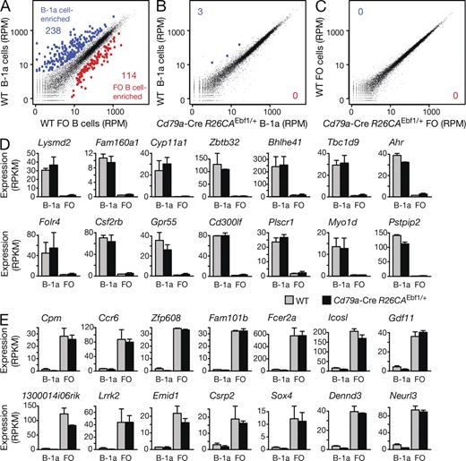 Figure 9. RNA-sequencing identified the EBF1-induced B-1a cells as bona fide B-1a cells. (A–C) Scatter plots of gene expression differences between WT and EBF1-overexpressing B-1a and FO B cells. Two independent RNA-sequencing experiments (Table S2) were performed for each FACS-sorted B-1a or FO B cell type isolated from the spleen of WT or Cd79a-Cre R26CAEbf1/+ mice (sorting strategy in Fig. S5, A and B). The average of the normalized expression values (RPM) for each gene were plotted to indicate the gene expression differences between the different cell types. Genes are highlighted in blue or red if they were called as differentially expressed genes with an adjusted p-value of <0.1. (D and E) Expression of B-1a cell–enriched (D) and FO B cell–enriched (E) transcripts, which were identified by comparison of WT B-1a and FO B cells (A). The expression of the indicated genes in B-1a and FO B cells of WT (gray bars) and Cd79a-Cre R26CAEbf1/+ (black bars) mice is shown as average of the normalized expression value (RPKM) together with the SEM.