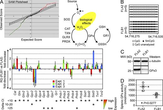 Figure 1. GPx3 is overexpressed in FLA2 cells. (A) Plot depicting proportions of overexpressed (red points) and underexpressed (green points) genes in FLA2 (high LSC frequency) compared with FLB1 cells (low LSC frequency). RNA isolated from BM cells of leukemic mice (n = 3 per group) was reverse transcribed, and cDNA was hybridized on Affymetrix Mouse Genome 430A microarrays. The stringency of the false discovery rate for the GCRMA-normalized data was adjusted using the SAM software (top left). The antioxidant enzymatic pathway and putative function of each enzyme (top right) is shown. Analyses of antioxidant enzyme expression in FLA2 (high LSC frequency) and FLB1 cells (low LSC frequency) are shown. Results of qRT-PCR assays are presented as FLB1/FLA2 expression ratios (mean ± SD, n = 3). ΔCt values (versus Actb) shown below indicate expression levels of each transcript (bottom). (B) Methylation status of the CpG island in the promoter region of Gpx3 as determined by sequencing HSO3-treated gDNA. Each row represents one leukemic mouse (n = 5 per group). Open circle, nonmethylated CpG; closed circle, methylated CpG. (C) Western blot analysis of GPx3 protein levels in FLA2 and FLB1 cells. α-Tubulin was used as loading control. Black lines indicate that intervening lanes were spliced out. (D) Quantitation of the GPx (glutathione peroxidase) activity in spleens of FLA2 and FLB1 leukemic mice (n = 6, two experiments) reveals significant increase (P = 0.0277) in splenic GPx activity of FLA2 mice. Spleens of FLA2 and FLB1 leukemic mice had similar weights (239 ± 12 and 227 ± 18 mg in FLA2 and FLB1 mice, respectively; mean ± SD, n = 19) and comparable leukemic blast infiltrations (Fig. S1).