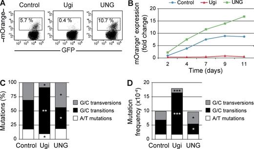 Figure 3. UNG can promote both error-prone and error-free repair of AID-induced lesions. NIH-3T3 cells were co-transduced with mOrangeSTOP- and AID-ER–expressing vectors, and Ugi, UNG, or empty vector as control. Transduced cells were cultured in the presence of OHT during 11 d. (A) Percentage of mOrange+ cells was monitored by flow cytometry. Representative FACS analyses at day 9 are shown. (B) Time-course analysis of mOrange+ cells appearance in co-transduced NIH-3T3 cells, relative to the percentage of mOrange+ cells in control cultures after 2 d of OHT treatment. Means from three to seven experiments are represented (P < 0.05 at all days). (C and D) mOrangeSTOP transgene was PCR amplified from the total population of co-transduced NIH-3T3 cells after 11 d of OHT treatment and sequenced by NGS. Proportion (C) and absolute mutation frequency (D) of G/C transversions, G/C transitions, and A/T mutations are represented. Frequencies were calculated as the mean of the mutation frequencies in all nucleotides of the amplified mOrangeSTOP sequence. Error bars show the mean values of three different experiments. *, P < 0.05; **, P < 0.01; ***, P < 0.001. Complete mutation data are shown in Table S1.
