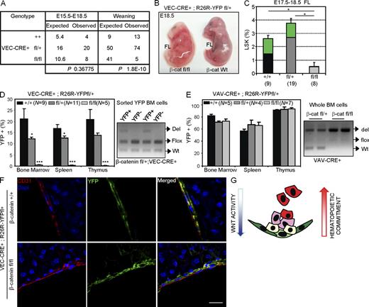 Figure 6. β-Catenin activity is required in the embryonic endothelium to contribute to adult hematopoiesis. (A) Genotype of progeny from loxP–β-catenin and VEC-Cre intercrosses at different stages (See Fig. S2 A for crossing details). (B) Representative image of affected E18.5 VEC-Cre+;β-catenin Wt or fl/fl fetuses. (C) Percentage of LSK cells in FL at E17.5–18.5 from the different genotypes. Green represents the contribution of YFP+ cells to the LSK population. (D and E) Percentage of YFP+ cells detected in adult hematopoietic organs from VEC-Cre;R26R-YFP;β-catenin +/+, fl/+, or fl/fl (D) or Vav1-Cre;R26R-YFP;β-catenin +/+, fl/+, or fl/fl (E) mice analyzed at 3 mo (left). Analysis of β-catenin allele recombination detected by PCR in the genomic DNA from YFP+ BM sorted cells of VEC-Cre;β-catenin fl/+;R26R-YFP mouse (D, right) and whole BM cells of Vav1-Cre;β-catenin fl/+ or fl/fl;R26R-YFP (E, right). (C–E) Data are shown as mean ± SEM and numbers in brackets indicate the number of mice analyzed. Significant differences compared with control are indicated by asterisks (*, P ≤ 0.05; ***, P ≤ 0.001; P > 0.05, unlabeled). (F) Details of confocal images of CD31+ (red) and YFP+ (green) cells in adult liver from β-catenin +/+ or fl/fl mice crossed with VEC-Cre;R26R-YFP analyzed at 3 mo of age. Bar, 75 µm. (G) Model of Wnt/β-catenin activity in the embryonic AGM. Wnt/β-catenin signaling is required in the endothelial-like cells to generate hematopoietic progenitors and stem cells but gradually decreases after hematopoietic commitment.