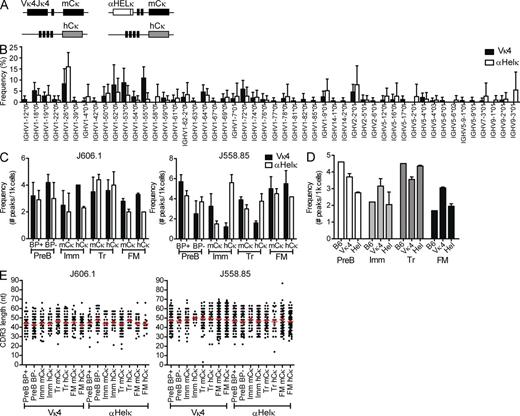 Figure 1. VH gene diversity in LC transgenic mice. (A) Diagram of κ loci in IgκVκ4/h and Igκαhel/h knockin mice. (B) VH gene usage of edited and unedited AA4− mature cells sorted from IgκVκ4/h and Igκαhel/h mice. Analysis of 141 HC sequences from five IgκVκ4/h mice and 96 HC sequences from five Igκαhel/h mice is shown. ANOVA indicated no significant difference between the VH gene repertoires of Vκ4 and αHELκ mice. Error bars indicate SD of the mean. (C) Frequencies of VH-JH2 rearrangements. B cells from 12-wk-old mice were sorted into different fractions based on developmental stage (as specified in Fig. S1) and LC cell surface phenotype (where applicable). Genomic DNA from each cell fraction was analyzed by CDR3 spectratyping, and the numbers of peaks were counted per 1,000 cells for VH J606.1–JH2 (left) and J558.85–JH2 (right). Mean VH peak numbers with ± SEM are shown for BM B220+CD43−IgM−pre-B (BP+ vs. BP−) and mCκ versus hCκ immature (Imm), splenic transitional (Tr), and FM B cells from IgκVκ4/h (closed bars) and Igκαhel/h (open bars) mice. Shown are data from cells sorted from two individual mice for each genotype in two independent experiments. (D) Similar frequencies of VH J606.1-JH2 rearrangements in B6, IgκVκ4/h, and Igκαhel/h. VH peak number analysis in pre-B, Imm, Tr, and FM of B6, IgκVκ4/h, and Igκαhel/h mice is shown. The same data for IgκVκ4/h and Igκαhel/h mice from panel B are replotted here, but rearrangements per 1,000 sorted B cells were calculated by combining both the sorted mCκ and hCκ populations to facilitate comparison with wild-type B6 mice (which have two mouse κ alleles). Plotted are the frequencies of VH J606.1–JH2 with mean ± SEM in both IgκVκ4/h and Igκαhel/h mice. No SEM is given for B6 because the B6 analysis was performed on two pooled 12-wk-old mice. (E) VH CDR3 length distribution comparison in B subsets of IgκVκ4/h and Igκαhel/h mice. The CDR3 lengths (nt) of VH-JH2 rearrangements in genomic DNA of sorted cell populations were calculated based on CDR3 spectratyping performed in B and C. Each dot represents a single rearrangement. Error bars indicate SEM.