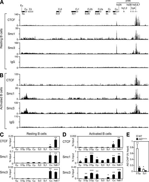 Figure 2. Smc1 and Smc3 are dynamically recruited to the IgH locus during CSR. UCSC genome browser screenshots showing the ChIP-Seq binding profiles of CTCF, Smc1, Smc3, and IgG (negative control) at the IgH locus (chr12:114,438,857–114,669,149) in resting (A) and activated (B; with LPS + IL-4) B cells isolated from wild-type mice. A schematic map of the IgH locus indicates the switch regions (black boxes), the constant region exons (white boxes), the Eμ enhancer, and the DNaseI hypersensitive sites (hs) located in the 3′RR. Similar ChIP-Seq profiles were observed in an additional biological replicate experiment for Smc3 that was conducted in resting and activated B cells (not depicted). Chip-Seq results were verified by analytical-scale ChIP-qPCR experiments performed on chromatin prepared from 107 splenic resting (C) and activated (D) B cells. qPCR was performed at several locations across the IgH locus using primers listed in Table S4. Results are expressed as percent input and are representative of two independent biological replicate experiments. Mean of triplicate samples (+SD) is shown. Statistical significance versus Sγ3 (two-tailed Student’s t test) is indicated: *, P ≤ 0.05; **, P ≤ 0.01; ***, P ≤ 0.001. Additional statistical analyses across the locus and between resting and activated B cells are shown in Table S5. (E) ChIP analysis for AID occupancy at the Sμ and Sγ1 switch regions in wild-type and AIDCre/Cre B cells cultured in vitro with LPS + IL-4 for 60 h. Results are expressed as percent input. Mean of triplicate samples (+SD) is shown. Statistical significance versus AIDCre/Cre was determined by a two-tailed Student’s t test. *, P ≤ 0.05; **, P ≤ 0.01. Results are representative of four independent experiments.