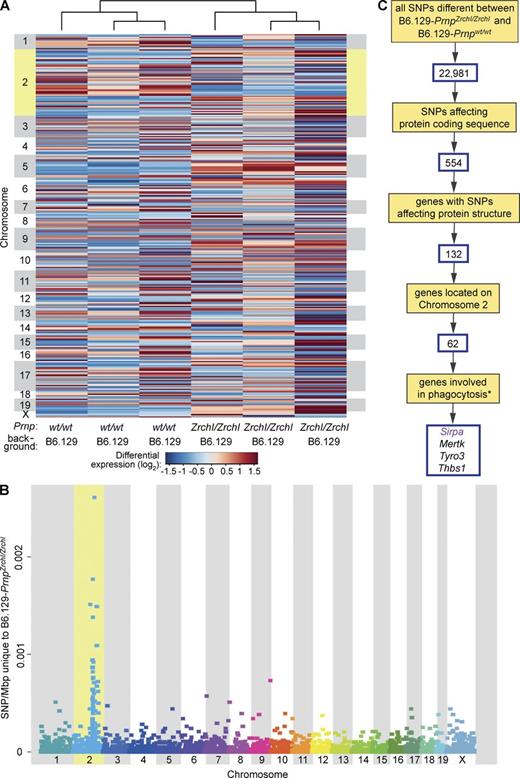 Figure 1. RNA sequencing identifies macrophage-expressed genes potentially controlling phagocytosis in PrnpZrchI/ZrchI versus Prnpwt/wt mice. (A) mRNA heat map highlighting 305 differentially expressed genes between B6.129-PrnpZrchI/ZrchI and B6.129-Prnpwt/wt (pMΦs, three mice per group), ordered by chromosomal location (vertical) and unsupervised hierarchical clustering (horizontal). Chr 2 (in yellow) contains significantly more differentially expressed genes (P = 0.0011, based on Z score > 44 and corrected for chromosome size). Individual genes are listed in Table S1. (B) Physical distribution of SNPs unique to the B6.129-PrnpZrchI/ZrchI pMΦ transcriptome clustered on Chr 2 (in yellow; two-tailed Student’s t test, P = 0.019) at 128–156 Mbp. (C) Filtering strategy to prioritize genes controlling phagocytosis in PrnpZrchI/ZrchI versus Prnpwt/wt mice. Sequential filters were applied to a total of 22,981 SNPs differing between the B6.129-PrnpZrchI/ZrchI and B6.129-Prnpwt/wt pMΦ transcriptomes. SNPs affecting protein coding sequence included nonsynonymous SNPs and insertions/deletions. The asterisk indicates phenotypic definition based on gene ontology annotations and PubMed searches. Sirpa, Mertk, Thbs1, and Tyro3 display nonsynonymous SNPs between B6.129-PrnpZrchI/ZrchI and B6.129-Prnpwt/wt mice, reside on Chr 2, and are involved in phagocytosis. However, only Sirpa (purple) is known to display polymorphisms that modulate phagocytosis.