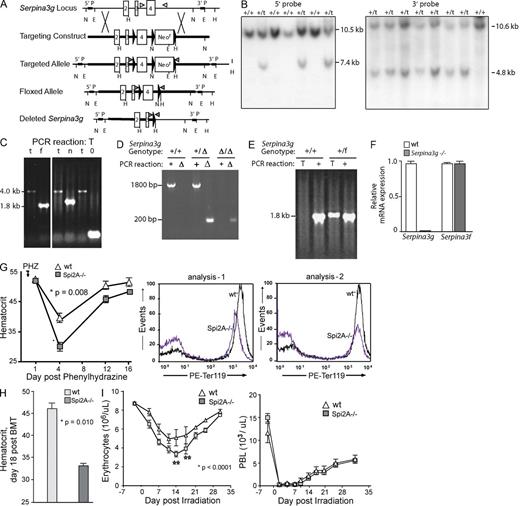 Figure 2. Spi2A deficiency worsens anemia. (A and B) Targeting of the Serpina3g locus and Southern blot analyses of ES cell clones harboring WT (+/+) or targeted (t) alleles. (see Supplemental materials and methods). (C) Cre recombination of targeted alleles to yield an exon-4–floxed allele. Transient expression of Cre recombinase in ES cells generated an exon-4 floxed allele (f, 1.8-kb PCR product; as well as nonrecombined targeted alleles as 4-kb products, and Neor cassette plus exon-4 doubly deleted alleles as 200-bp products; see Supplemental materials and methods). (D and E) Mice were genotyped using two sets of PCR primer pairs to ascertain germline transmission of the floxed Serpina3g allele. Mice possessing the floxed allele were then bred with transgenic EIIa-Cre mice to produce the deleted Spi2A−/− allele. Representative PCR results from a WT (+/+) and a heterozygous floxed (+/f) mouse are shown. (F) Loss of Serpina3g mRNA expression in Spi2A−/− splenocytes. As a control, mRNA from the adjacent Serpina 3f gene also was analyzed (in two independent experiments). (G) For Spi2A−/− mice and WT controls, hemolytic anemia was induced with phenylhydrazine (PHZ). Hematocrits (mean ± SE, n = 8) were determined at baseline, and the indicated intervals. Flow cytometry analyses of (pro)erythroblasts formed in spleen at d3 after PHZ dosing in Spi2A−/− and WT controls. Results are representative of two independent experiments. (H) Spi2A−/− donor cell reconstitution of the erythron. Irradiated recipients were transplanted with bone marrow from Spi2A−/− or WT mice. At d18 after transplant, hematocrits were determined (mean ± SE, n = 6). This effect of Spi2A deficiency on erythroid reconstitution has been consistently observed in three independent experiments. (I) After sublethal irradiation, hematopoiesis within Spi2A−/− mice within the erythroid lineage was analyzed. Mice were exposed to 7.5 Gy cesium-137. At the indicated time points, peripheral erythrocyte and leukocyte levels were assayed (mean ± SE, n = 5). Data are for a single independent experiment, but with full-design and 10 time-points analyzed.