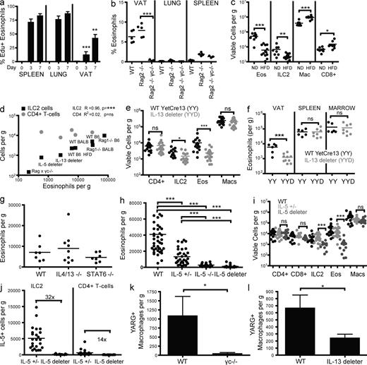 Figure 4. VAT eosinophils and AAMs are dependent on ILC2s. (a) C57BL/6 male mice were injected i.p. for the indicated number of days shown with 250 µg Edu per mouse. FACS analysis was performed after pre-gating on eosinophils (Fig. S1). Data are from one experiment with three animals per group, and are representative of two independent experiments. (b) Frequency of eosinophils among total viable VAT, lung, or spleen cells from WT, Rag2-deficient, and Rag2× γc–deficient C57BL/6 mice. Data are representative of three experiments. (c) WT C57BL/6 mice were fed a ND or HFD for 3–4 mo, and VAT SVF was examined for immune cell composition. Pooled data from three independent experiments are shown. (d) Correlation between VAT ILC2s or VAT CD4+ T cells and VAT eosinophils. Mouse strains shown include Rag x γc (Rag2 deficient x γc deficient), WT B6 (WT C57BL/6), WT BALB (WT BALB/c), Rag1−/− (Rag1 deficient), WT B6 HFD (WT C57BL/6 fed HFD for 3–4 mo), IL-13 deleter (YetCre13 Y/Y x ROSA-DTA BALB/c), and IL-5 deleter (Red5 R/R x ROSA-DTA C57BL/6). Strains were fed ND unless indicated. Each data point represents pooled data from at least five mice over multiple experiments. Pearson correlation coefficient is shown with significance. CD4+ T cell data are not shown for strains on the Rag-deficient background. (e–i) ILC2s, CD4+ T cells, CD8+ T cells, macrophages, and eosinophils were enumerated from the VAT (or indicated compartment) from the indicated strains and tissues on a BALB/c background (e–g) or C57BL/6 background (h and i). Data were pooled from two or more experiments. (j) VAT IL-5+ (Red5+) ILC2s or IL-5+ (Red5+) CD4+ T cells from the strains indicated. (k and l) Arginase-1+ (YFP+) AAMs were enumerated from WT YARG or γc-deficient YARG C57BL/6 basal VAT (k) or WT YARG or YetCre13 x ROSA-DTA YARG (IL-13 deleter) BALB/c (l) homeostatic VAT. Results contain pooled data from two or more experiments with 2–4 mice per experiment. *, P < 0.05; **, P < 0.01; ***, P < 0.001.