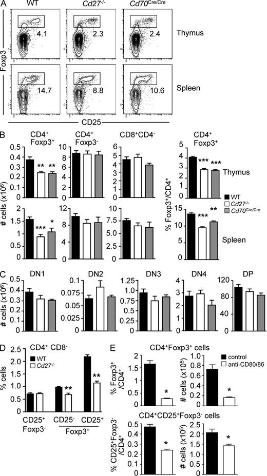 Figure 1. Treg cell development is compromised in Cd27−/− and Cd70Cre/Cre mice. Thymocytes and splenocytes were isolated from WT and CD27- and CD70-deficient mice, enumerated, stained with antibodies to CD4, CD8, CD25, CD44, and Foxp3 and analyzed by flow cytometry. (A) Representative analysis of CD25 versus Foxp3 staining on gated CD4+CD8− cells in thymus and spleen. Numbers indicate the percentage of Foxp3+ cells present in the indicated gate. (B) Absolute number and percentage of CD4+Foxp3+ Treg cells among total CD4+ T cells and absolute numbers of conventional CD4+Foxp3− T cells and CD8+CD4− T cells in the thymus and spleen of WT, Cd27−/−, and Cd70Cre/Cre mice. (C) Absolute number of cells in the double negative (DN; CD4−CD8−) subsets, based on CD44 and CD25 expression, and in the double positive (DP; CD4+CD8+) subset in the thymus of WT, Cd27−/−, and Cd70Cre/Cre mice. Data in B and C are derived from 10–16 mice per genotype, pooled from at least three independent analyses. Numbers (mean + SEM) from WT versus Cd27−/− and Cd70Cre/Cre mice were significantly different according to one-way analysis of variance, followed by a post-Dunn’s test. *, P < 0.05; **, P < 0.01; ***, P < 0.001. (D) Thymic CD4+CD8− cells were analyzed for the percentage of CD25+Foxp3− pre-Treg cells and CD25+ or CD25−Foxp3+ Treg cells. Data are from nine mice pooled from three experiments. Values from WT and Cd27−/− mice were compared by Mann–Whitney U rank test. **, P < 0.01. See also Fig. S1 A. (E) Cd27−/− mice were administered 100 µg anti-CD80 and anti-CD86 or the appropriate isotype control antibody i.p. every other day for 2 wk. 2 d after the last administration, Treg cell frequency in the thymus was analyzed by flow cytometry. Percentage and absolute number of Treg and pre-Treg cells in treated Cd27−/− mice are shown. Data shown are from one representative of two independent experiments with three mice per group. Results were analyzed by Student’s t test. *, P < 0.05. See also Fig. S1 B. Error bars are SEM.