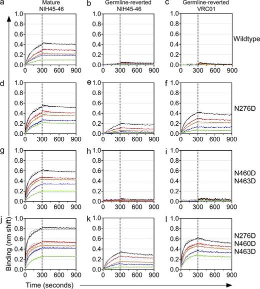 Figure 2. Removal of N-linked glycosylation sites from the 426c Env confers binding to germline-reverted NIH45-46 and VRC01. Binding of mature NIH45-46 (a, d, g, and j), germline-reverted NIH45-46 (b, e, h, and k), and germline-reverted VRC01(c, f, i, and l) IgG to trimeric gp140 426c (a–c; wild type), 426c lacking the NLGS at position 276 (d–f; N276D), 426c lacking NLGS at positions 460 and 463 (g–i; N460D.N463D), or 426c lacking NLGS at positions 276, 460, and 463 (j–l; N276D.N460D.N463D) was measured by BLI. For mature and germline-reverted NIH45-46, black, red, orange, blue, and green lines represent 1.7 µM, 850 nM, 425 nM, 212 nM, and 106 nM of trimeric Env, respectively. For germline-reverted VRC01, black, red, orange, blue, and green lines represent 2 µM, 1 µM, 500 nM, 250 nM, and 125 nM of trimeric Env, respectively. Dashed gray lines represent the theoretical fit. The binding kinetic data (including experimental error) are summarized in Table S3.