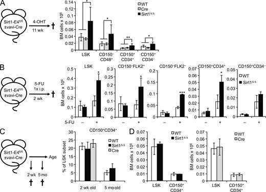 Figure 3. The effect of Sirt1 loss is cell-autonomous and linked to stress but not developmental HSPC expansion. (A) Hematopoietic lineage-specific Sirt1-E4fl/fl, vav-iCre mice (SIRT1Δ/Δ, n = 5), Sirt1-E4fl/fl (WT, n = 5), and vav-iCre (Cre, n = 2) control mice were treated with 4-OHT at 5 mo of age for 11 wk and the frequency of the indicated LSK subsets was analyzed by FACS. Cell numbers from two hind legs are shown. P-values are based on comparison of SIRT1Δ/Δ to combined controls. (B) Sirt1-E4fl/fl, vav-iCre mice (SIRT1Δ/Δ, n = 3) and Sirt1-E4fl/fl controls (WT, n = 3) were treated with 5-FU at 4–5 mo of age and analyzed 2 wk later as in A. Representative gating strategies are shown in Fig. S2. Total BM cell number from two hind legs is shown for the indicated subsets. (C) Frequency of CD150+CD34+ LSK progenitors and total LSKs in 2-wk-old Sirt1-E4fl/fl, vav-iCre mice (SIRT1Δ/Δ, n = 6), WT (n = 12), or vav-iCre (n = 3) controls. 5-mo-old mice from B are shown for comparison (n = 3 per group). (D) Total BM cell numbers of indicated HSPC subsets in 2-wk-old Sirt1-E4fl/fl, vav-iCre mice (SIRT1Δ/Δ) and WT or vav-iCre controls (Cre). Panels represent individual litters of either WT (n = 9) and SIRT1Δ/Δ (n = 3) or WT (n = 2) and Cre mice (n = 6). Error bars represent SD. *, P ≤ 0.05; **, P ≤ 0.01; ***, P ≤ 0.001.