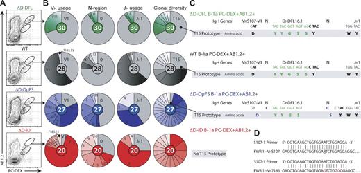 Figure 4. Junctional diversity rescues the T15-Id in mice forced to use the frameshifted DFL16.1 gene segment. (A) Flow cytometry plots show representative gates used to sort peritoneal B-1a cells that stain highly for PC-DEX and AB1.2 from each mouse strain. Peritoneal B-1a cells were sorted from at least five mice per group to achieve sufficient numbers of cells for RNA extraction and sequencing. (B) CDR-H3 analysis of transcripts of sorted PC-DEXhi AB1.2+ B-1a cells from each mouse strain. VH usage, pie charts depict the proportion of VH gene usage. N-region, pie charts depict the proportion of N-region addition distributed by the number of N nucleotides added at both junctions. The numbers represent the amount of N nucleotides added at both junctions. JH usage, pie charts depict the proportion of JH element usage. The numbers represent the JH gene segment. Clonal diversity, pie charts depict the proportion of individual sequences, and the prototypic T15 is in gray (see Fig. 1 A and Table S1). (C) CDR-H3 nucleotide and amino acid sequences found in the T15 prototypes in each mouse strain. The V-D and D-J overlap sequences are represented in bold, the DFL16.1 canonical sequences in green, and N-region addition in blue. (D) Shown are the S107-1 primer sequence homologies with VHS107 family and with members of the VH7183 family (Feeney, 1990). A red letter indicates a mismatch between the S107-1 primer and the VH7183 consensus sequence.