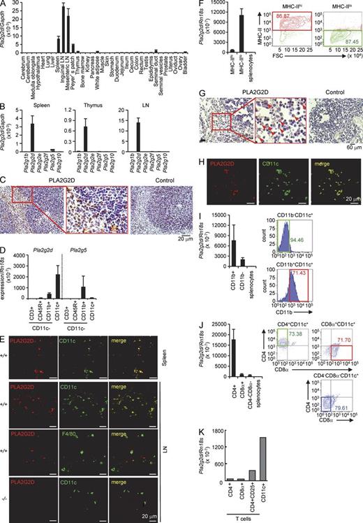 Figure 1. Expression of PLA2G2D in CD11c+ DCs. (A) Quantitative RT-PCR of Pla2g2d relative to Gapdh in various tissues of C57BL/6 mice (mean ± SEM from four mice, pooled from two experiments). (B) Quantitative RT-PCR of sPLA2 mRNAs relative to Gapdh in cells from mouse spleen, thymus, and LNs (mean ± SEM from five mice, pooled from two experiments). (C) Immunohistochemistry of mouse spleen with anti–mouse PLA2G2D or control antibody. A boxed area is magnified. (D) Quantitative RT-PCR of Pla2g2d and Pla2g5 relative to Rn18s in several splenic cell populations (mean ± SEM from three mice, a representative of three experiments). The separation procedure of individual cells is illustrated in Fig. S1. (E) Confocal immunofluorescence microscopy of PLA2G2D, CD11c, or F4/80 in spleen and LNs from Pla2g2d+/+ (+/+) and Pla2g2d−/− (−/−) mice. (F) The AutoMACS-sorted splenic CD11c+ cells were sorted for MHC class II by FACS (right), and then analyzed for expression of Pla2g2d relative to Rn18s (mean ± SEM from four mice, a representative of two experiments; left). (G) Immunohistochemistry of human LNs with anti–human PLA2G2D or control antibody. A boxed area is magnified. Arrows indicate PLA2G2D+ cells. (H) Confocal immunofluorescence microscopy of PLA2G2D and CD11c in human LNs. (I and J) AutoMACS-sorted CD11c+ cells from mouse splenocytes were further FACS-sorted for CD11b (I) or CD4 and CD8 (J; right), and then examined for expression of Pla2g2d relative to Rn18s (mean ± SEM from four mice, representative results from three experiments; left). (K) Expression of Pla2g2d relative to Rn18s in CD4+, CD8+, or CD4+CD25+ T cells and CD11c+ cells (a representative of two experiments). FACS profiles are representative of two (F) or three (I and J) experiments. Images are representative of two (H) or three (C, E, and G) experiments.