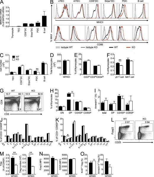 Figure 1. MARCH1 is expressed in hematopoietic thymic APCs but not in TECs, and is required for thymic T reg cell differentiation. (A) Thymic APCs were enriched, the indicated cell types were isolated by FACS (Fig. S1 A), and MARCH1 mRNA levels were assessed by quantitative RT-PCR. Each bar represents mean ± SEM of at least three independent measurements. (B) Surface expression of MHCII and CD86 in thymic APCs from WT and MARCH1 KO mice was measured by flow cytometry using anti-MHCII antibody, anti-CD86 antibody, and corresponding isotype control antibodies. Representative data of at least two independent experiments are shown. (C) Thymic APCs from WT and KO mice were quantitated. Each bar represents mean ± SEM of measurements made from five mice. **, P < 0.01. (D–F) WT and MARCH1 KO (KO) mouse total thymocytes (D), percentage of the indicated populations among CD3hi and CD3hiCD24lo thymocytes (E), of γδ T cells (γδTCR+; F) and of NKT cells (PBS57-loaded CD1d tetramer+; F) were quantitated. Each bar represents mean ± SEM of measurements made from 3–10 mice. **, P < 0.01. (G–I) WT and MARCH1 KO mouse thymocytes were analyzed for CD4 and CD8 expression by flow cytometry. (G) Representative flow cytometry plots. (H) Percentage of each thymocyte subset presented by mean ± SEM of measurements made from 10 mice. (I) Percentage of Annexin V+ cells in each subset presented by mean ± SEM of measurements made from three to seven mice. (J and K) TCR Vβ repertoire of CD4 SP and CD8 SP thymocytes was determined by flow cytometry. Each bar represents mean ± SEM of measurements made from four to five mice. *, P < 0.05. (L and M) Foxp3 and CD25 expression in CD4 SP cells was determined by flow cytometry. (L) Representative flow cytometry plots showing T reg cell gating. (M) Percentage and total number of T reg cells; data presented as mean ± SEM of measurements made from 10 (left) or 5 (right) mice. **, P < 0.01 (N) Mean fluorescence intensity (MFI) of Foxp3 (left) and CD25 (right) on T reg cells was measured. Each bar represents mean ± SEM of measurements made from five mice. (O) Percentage of Ki-67+ (left) and Annexin V+ (right) T reg cells in T reg cells was assessed by flow cytometry. Each bar represents mean ± SEM of measurements made from three mice.