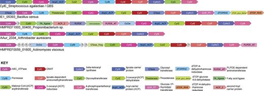 Figure 9. The rhamnolipid biosynthetic Cyl operon is conserved in several bacteria. Genes within operons are shown as box arrows with the arrowhead pointing in the 5′ to the 3′ direction of the coding strand. Bacteria representing a subset of the species containing the Cyl operon are shown (for a detailed list, also see CylE homologues in Fig. S1). Gene and species names are indicated below the operons and gene name abbreviations are expanded in the key provided below.